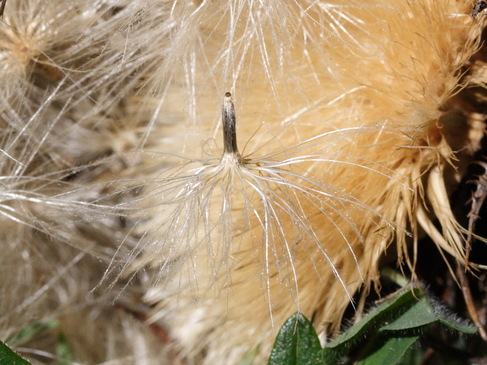 Afficher le média carlina_acanthifolia5md carlina_acanthifolia5md