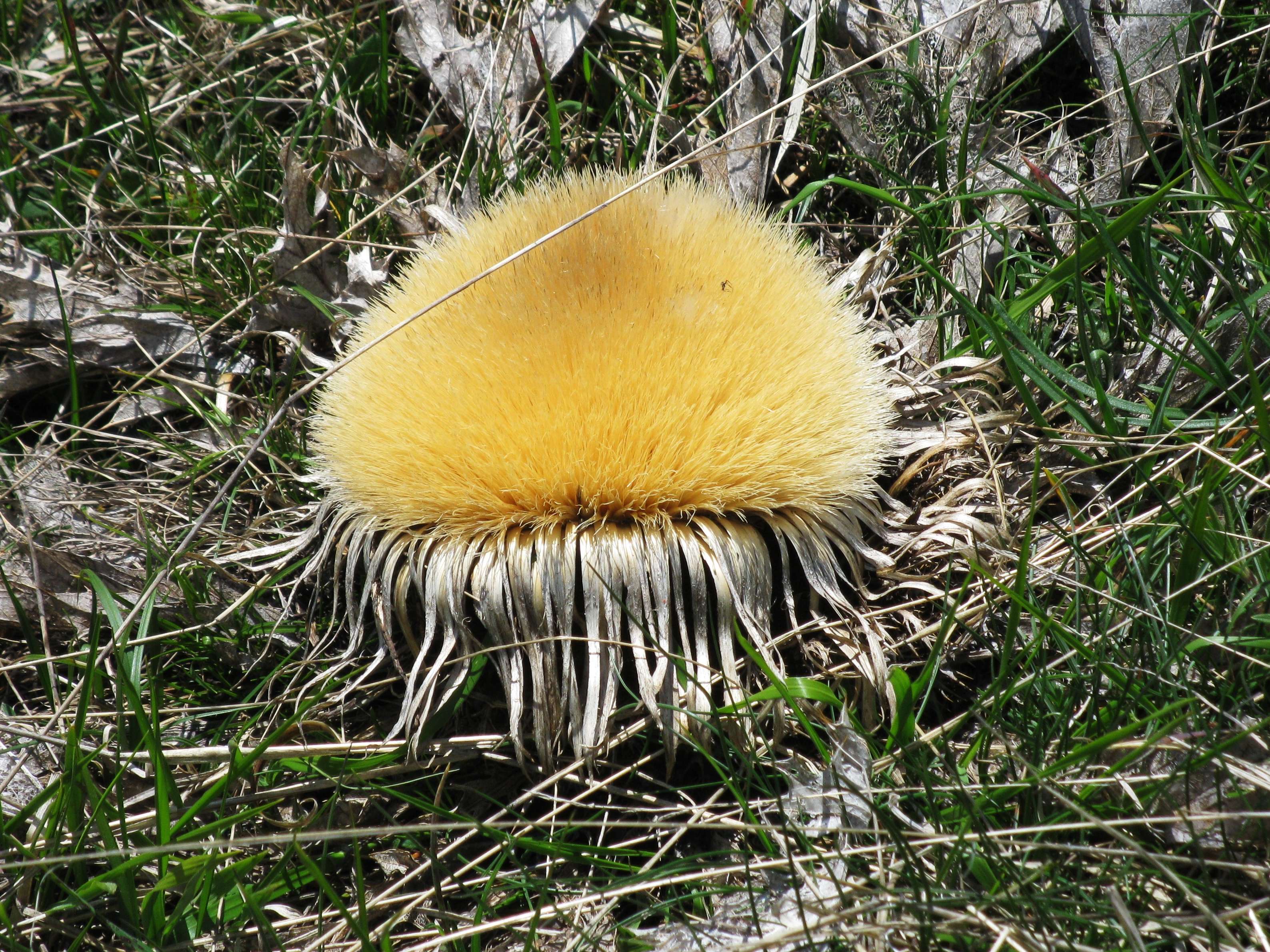 Afficher le média carlina_acanthifolia6mv carlina_acanthifolia6mv