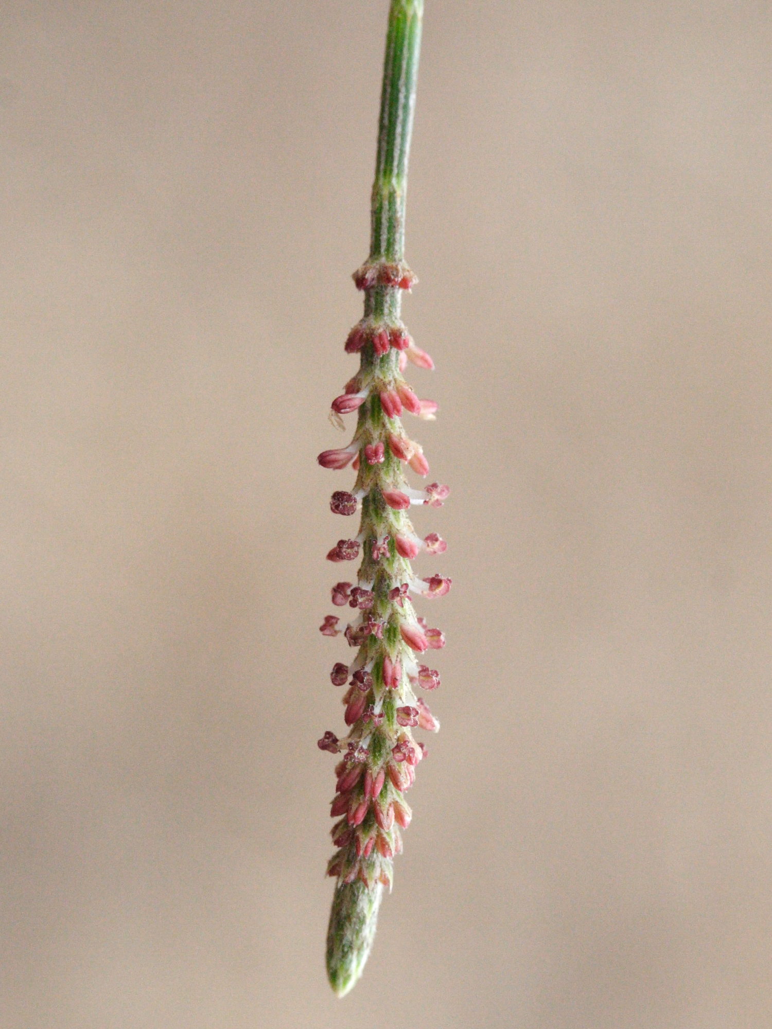 casuarina_equisetifolia2md