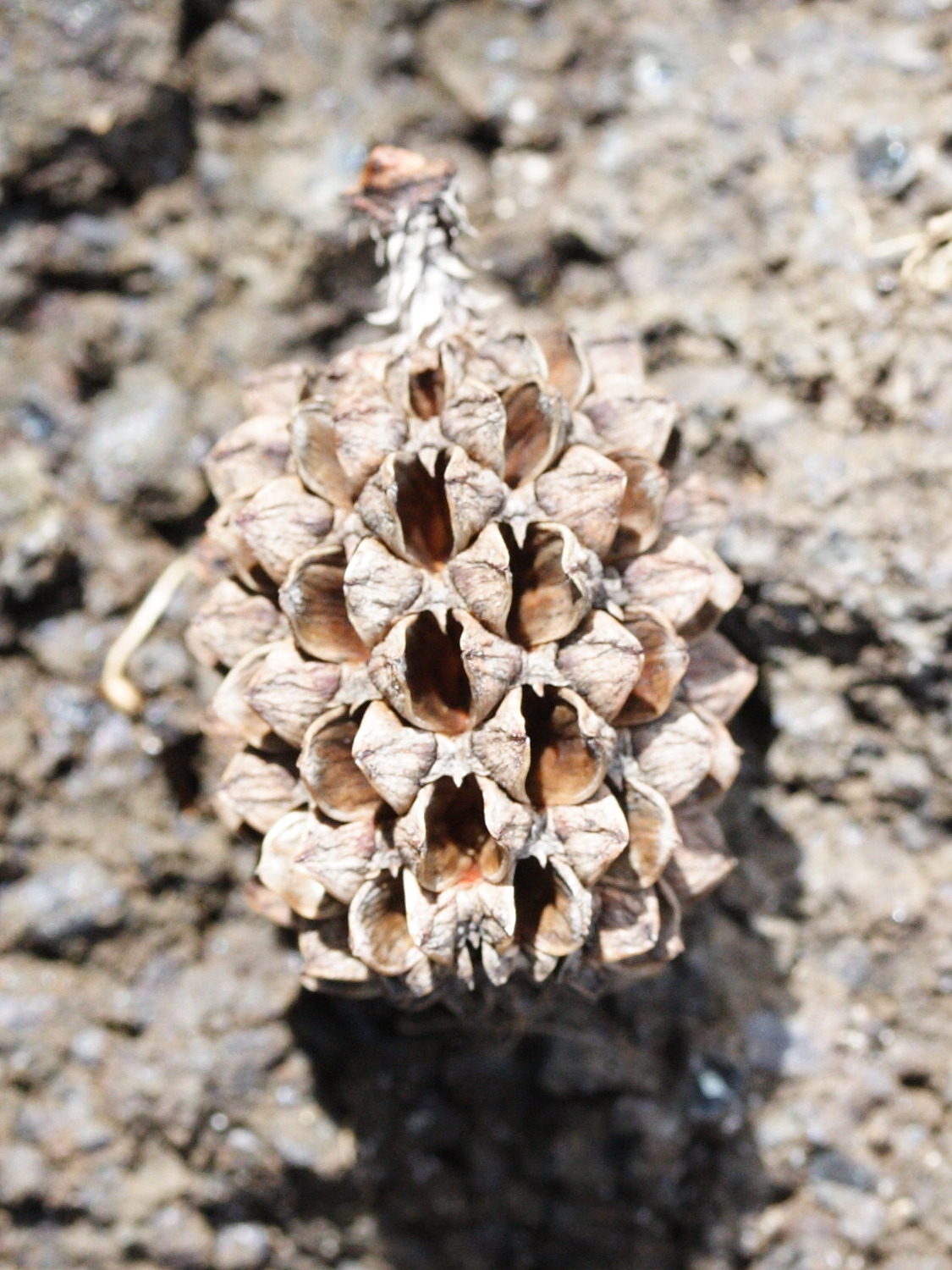 casuarina_equisetifolia3amd