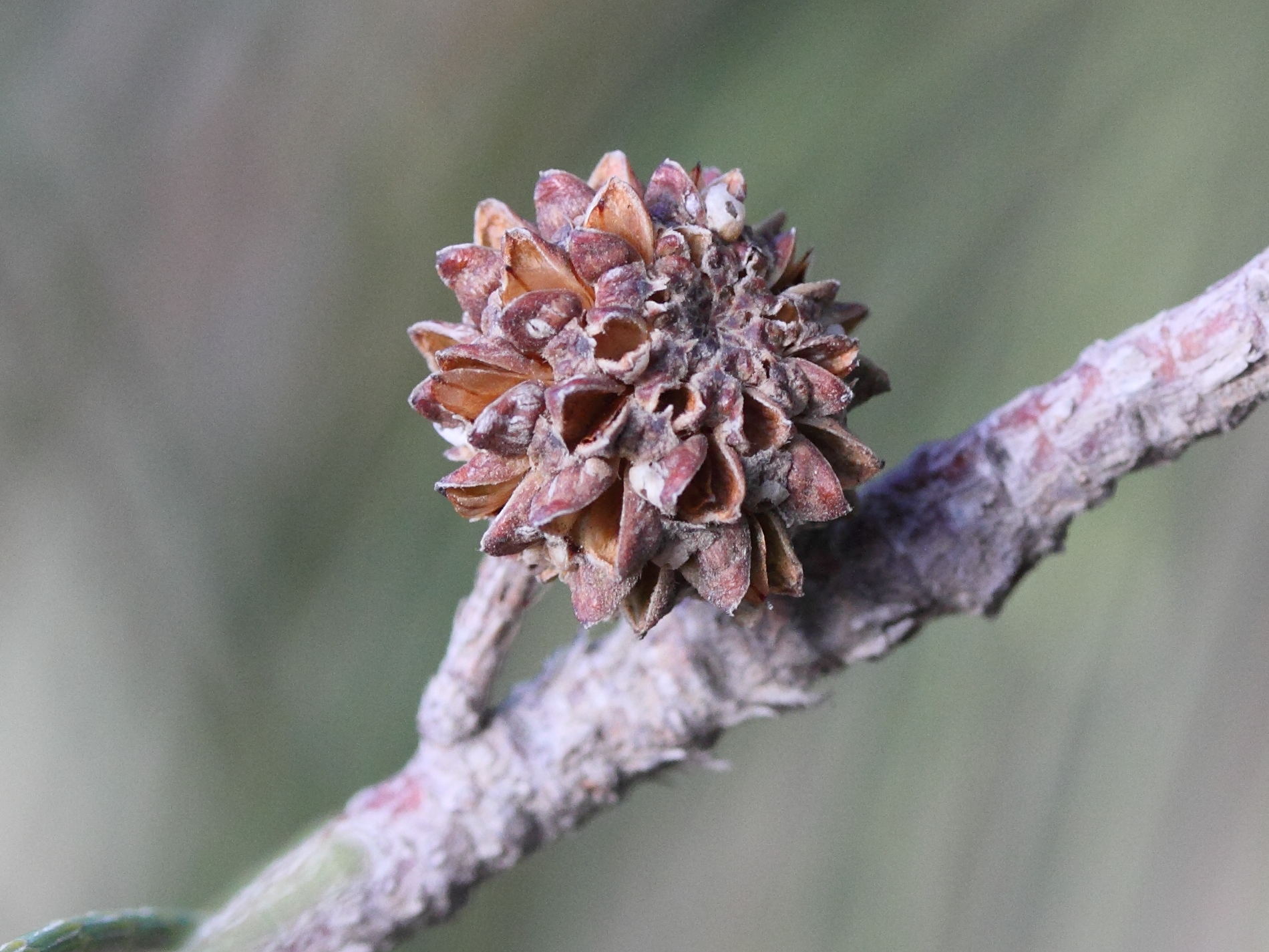 casuarina_equisetifolia3bmd