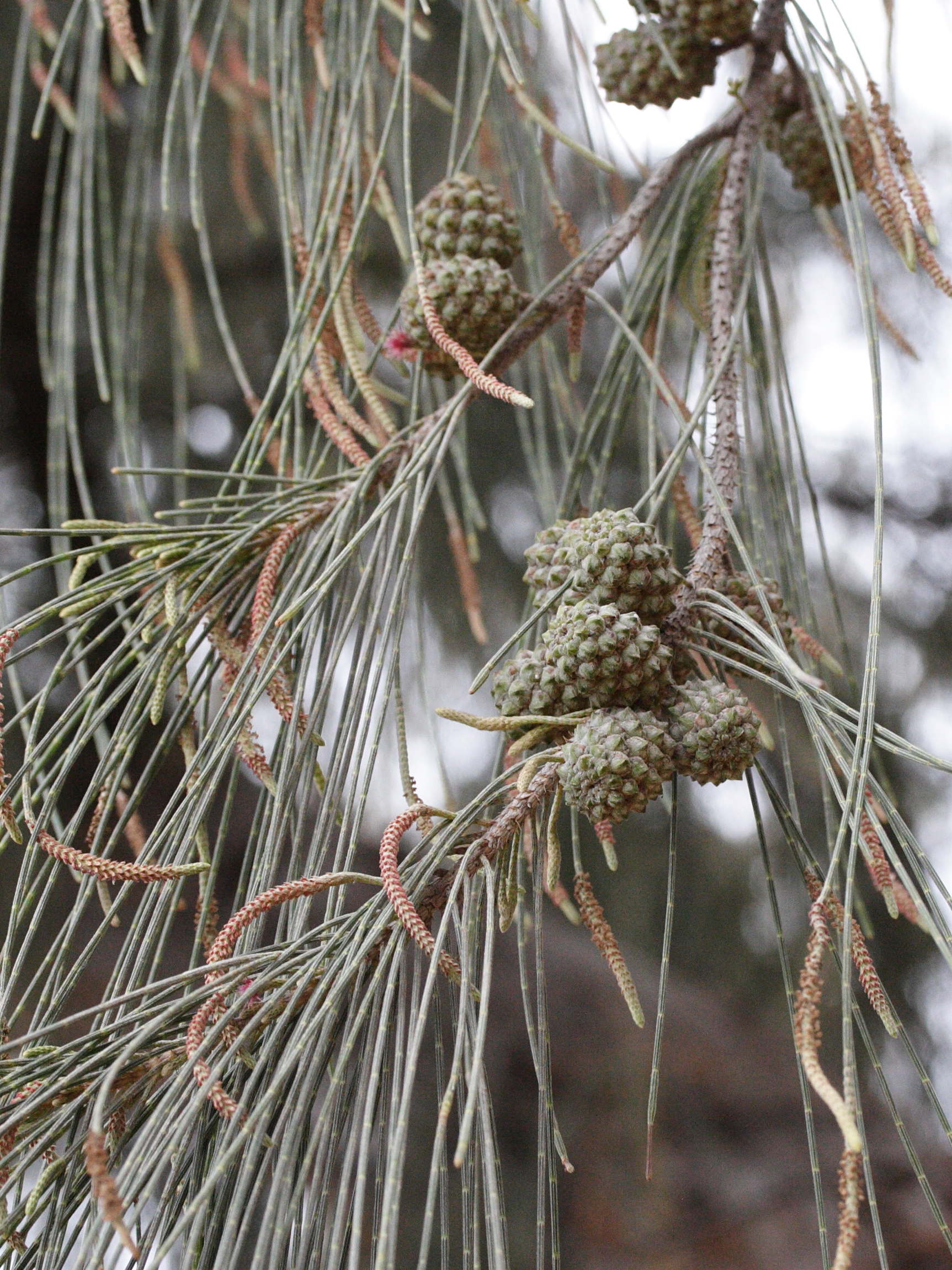 casuarina_equisetifolia4md