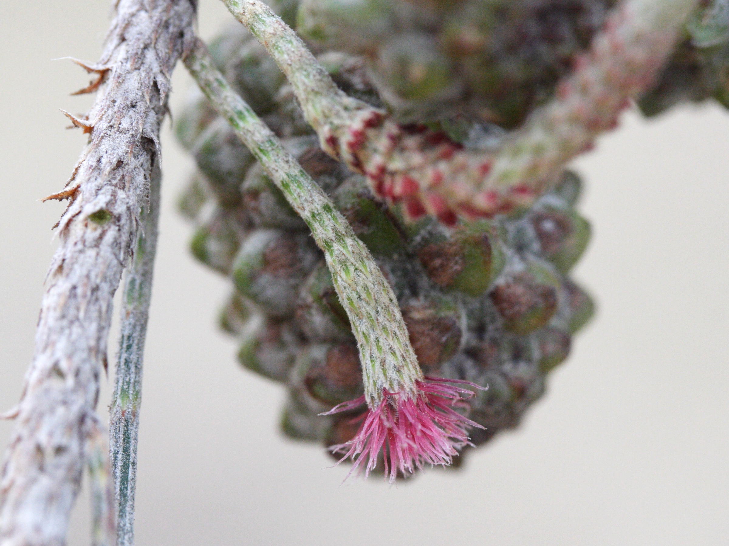 casuarina_equisetifolia5md