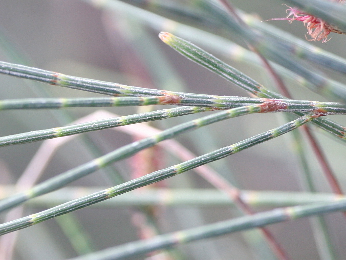 casuarina_equisetifolia6md