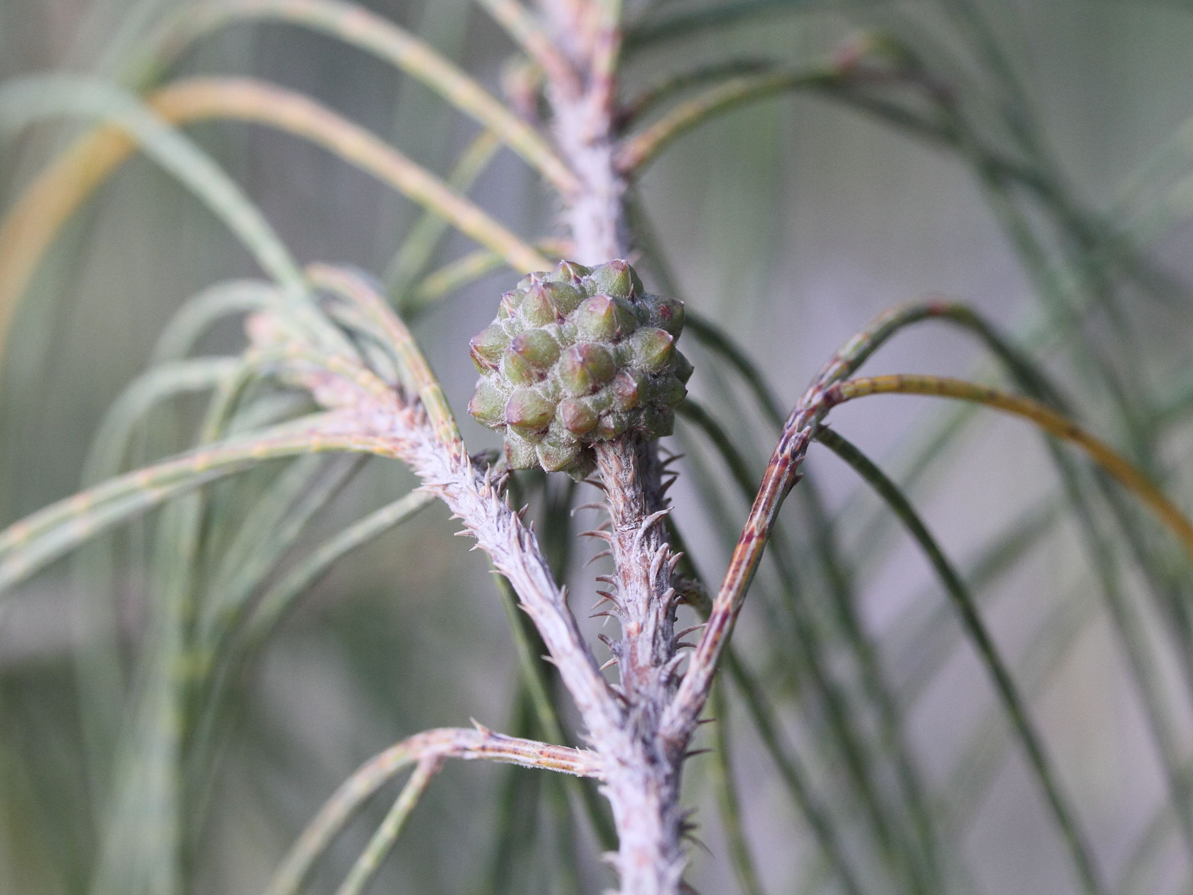 casuarina_equisetifolia7md