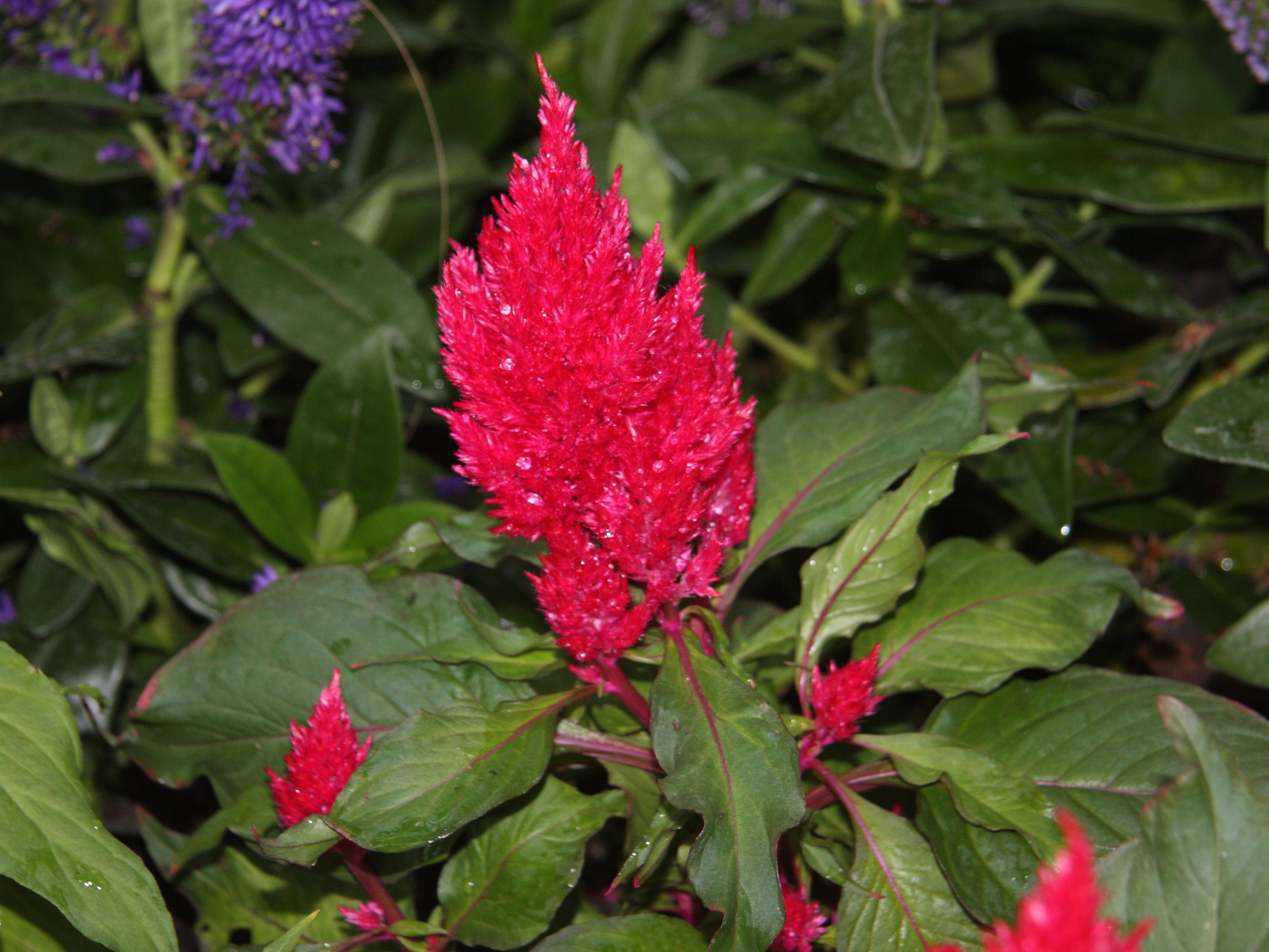 Afficher le média celosia_plumosum1sd celosia_plumosum1sd