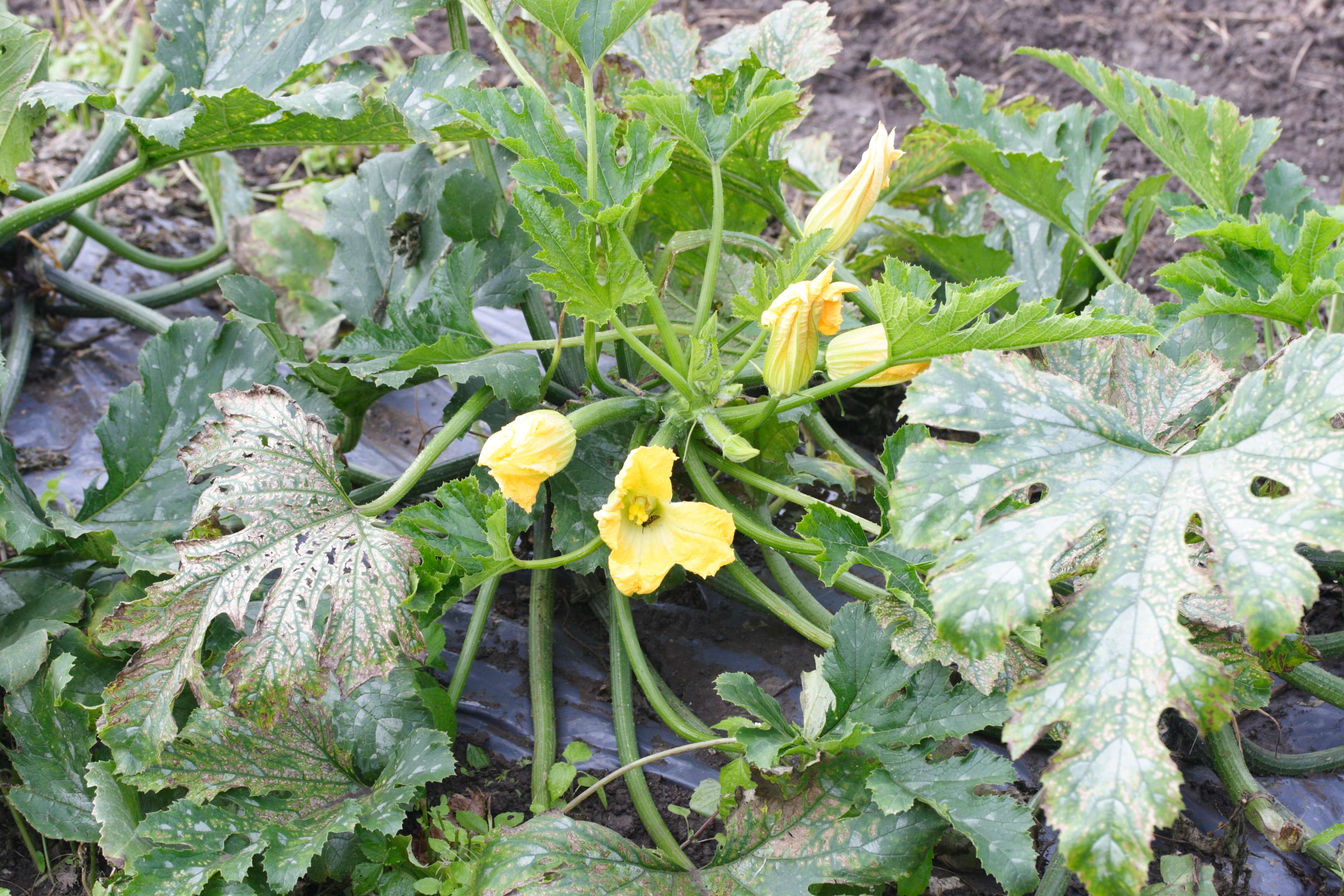 cucurbita_pepo_pepo_courgette1md