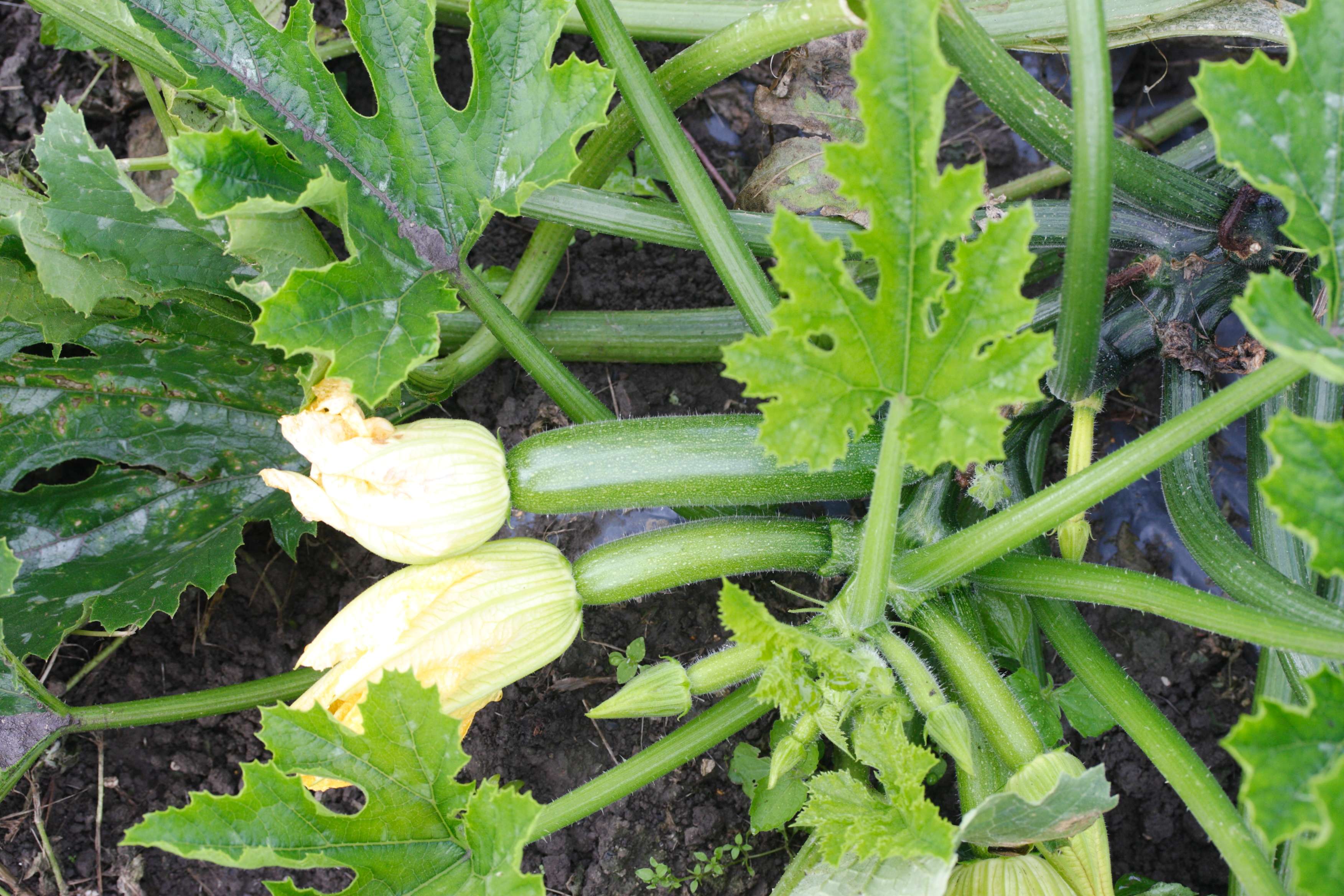 cucurbita_pepo_pepo_courgette2md
