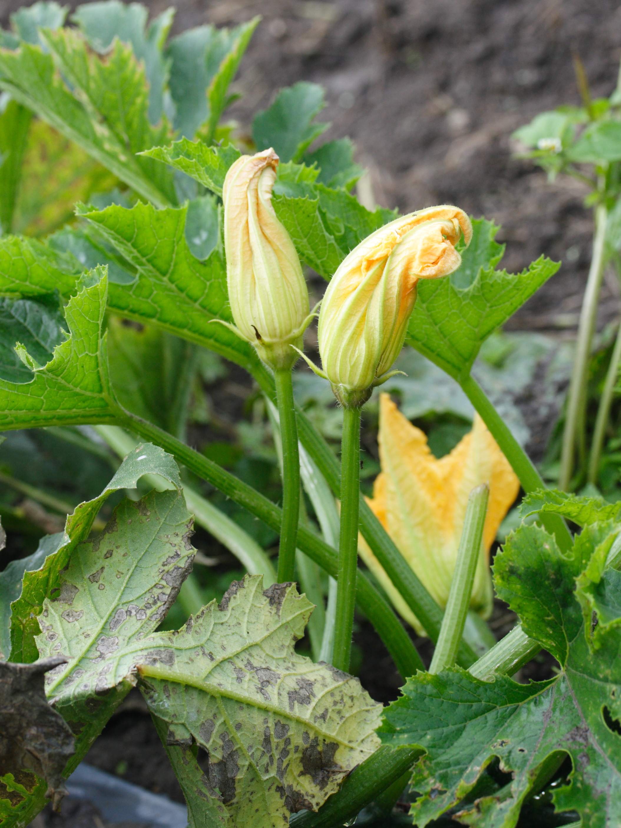 cucurbita_pepo_pepo_courgette3md