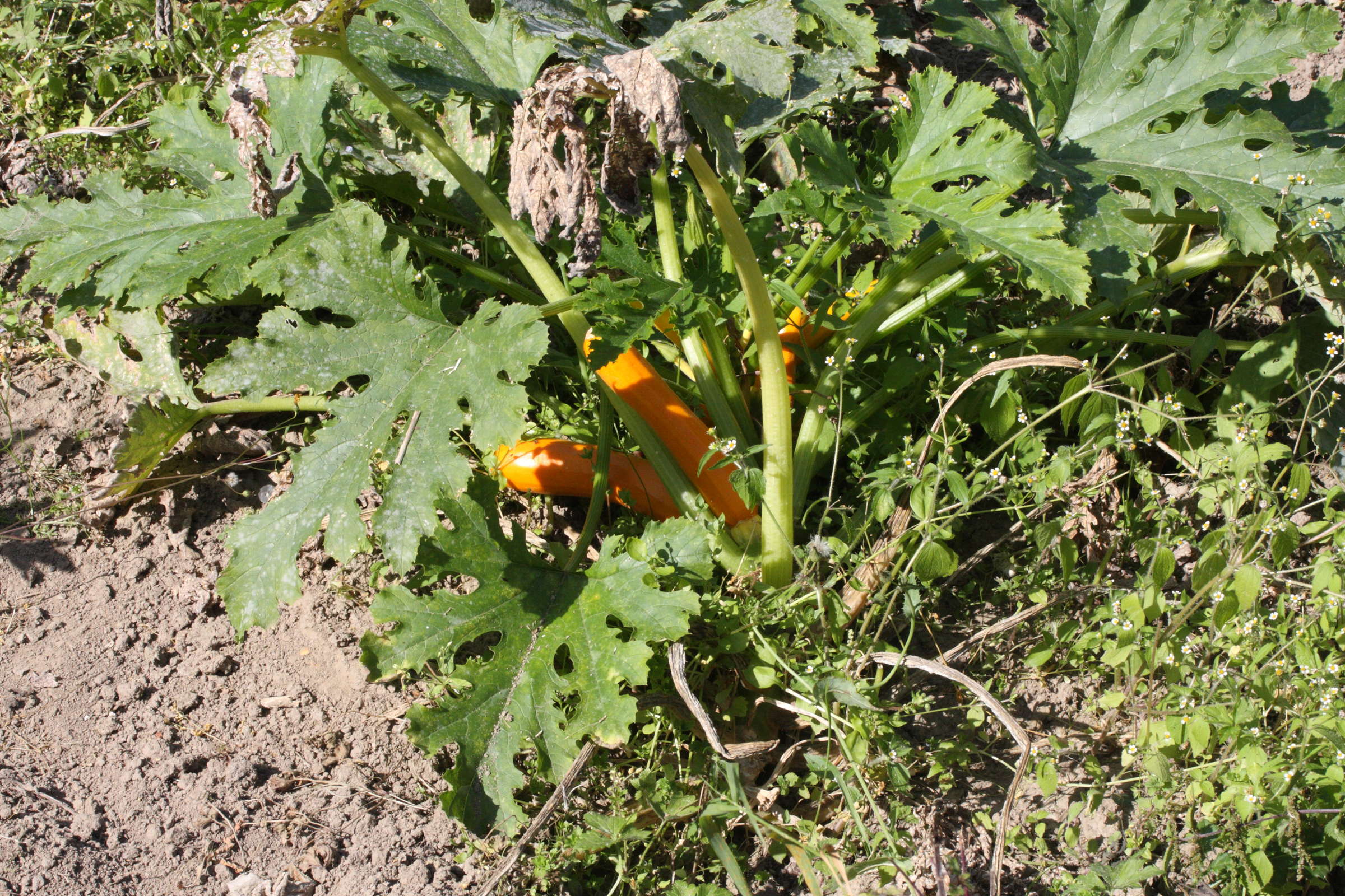 cucurbita_pepo_pepo_courgette4md