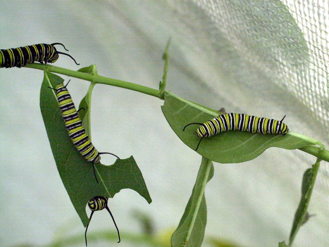 danaus_plexippus_ch1md