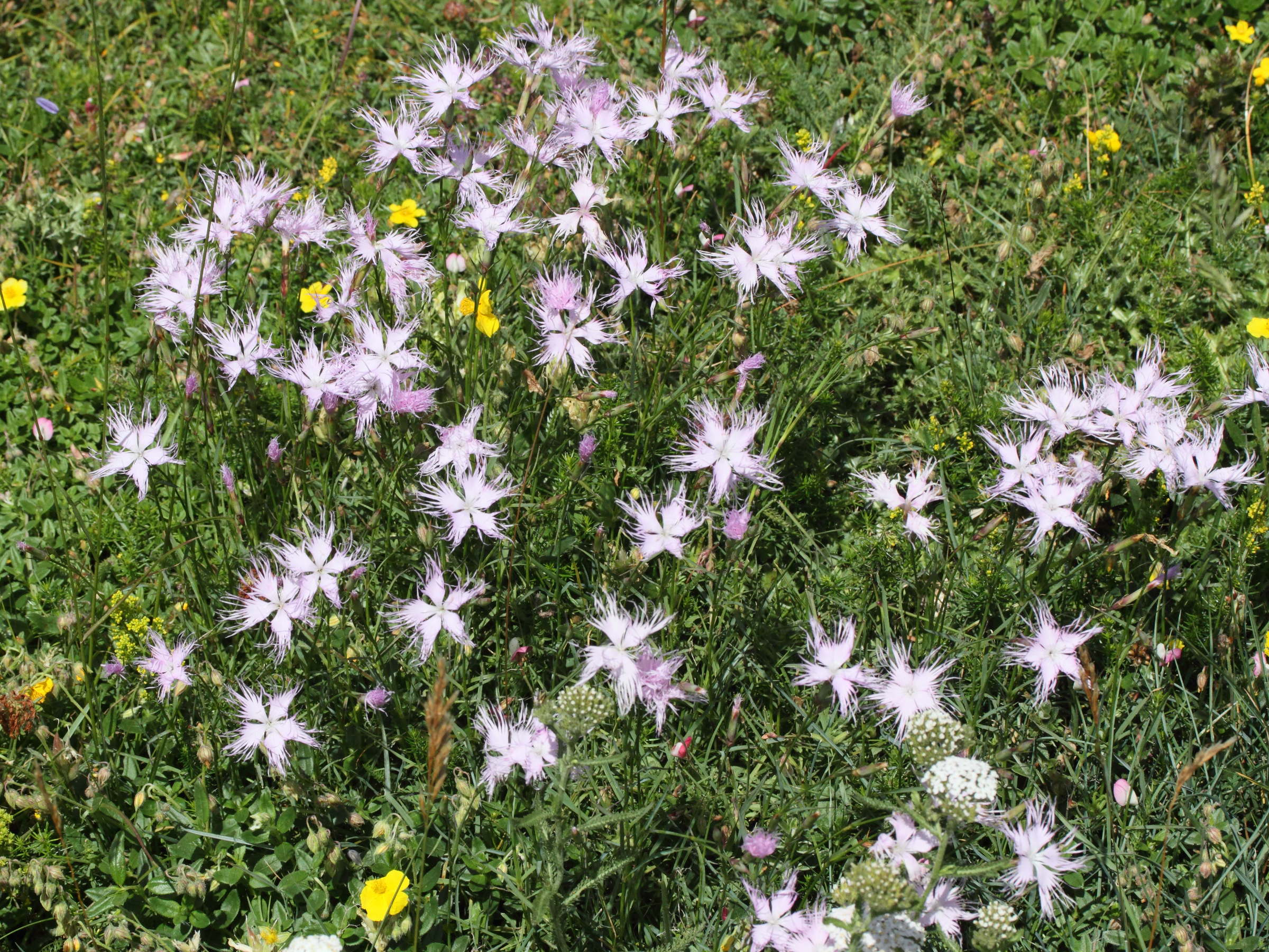 Afficher le média dianthus_monspessulanus1md dianthus_monspessulanus1md