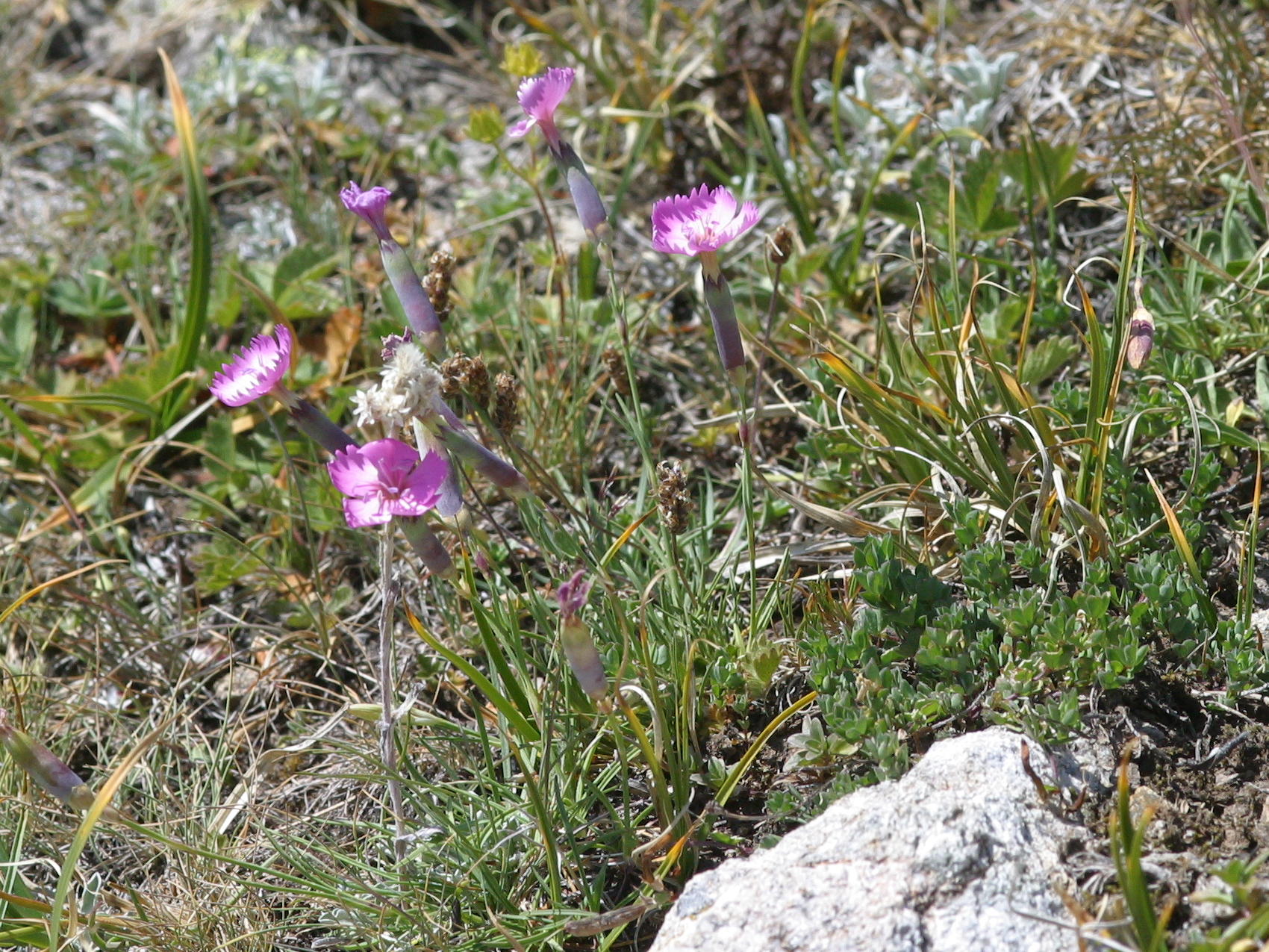 Afficher le média dianthus_sylvestris1md dianthus_sylvestris1md