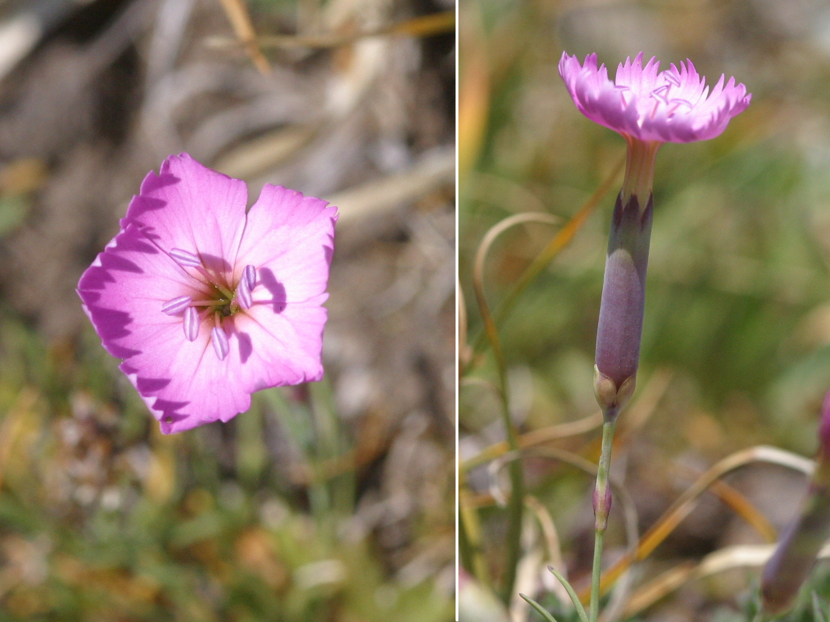 Afficher le média dianthus_sylvestris2md dianthus_sylvestris2md