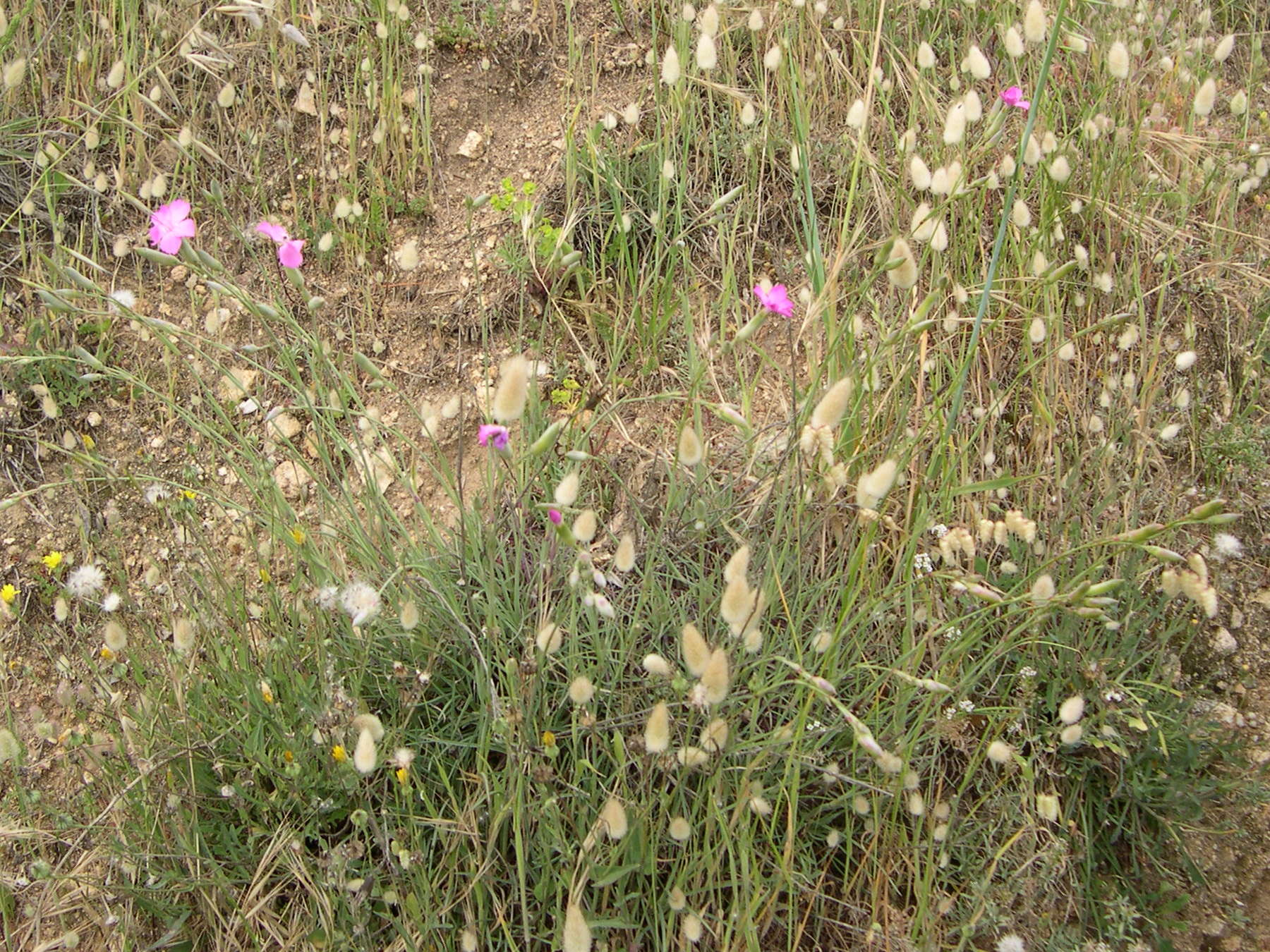 Afficher le média dianthus_sylvestris_longicaulis1md dianthus_sylvestris_longicaulis1md