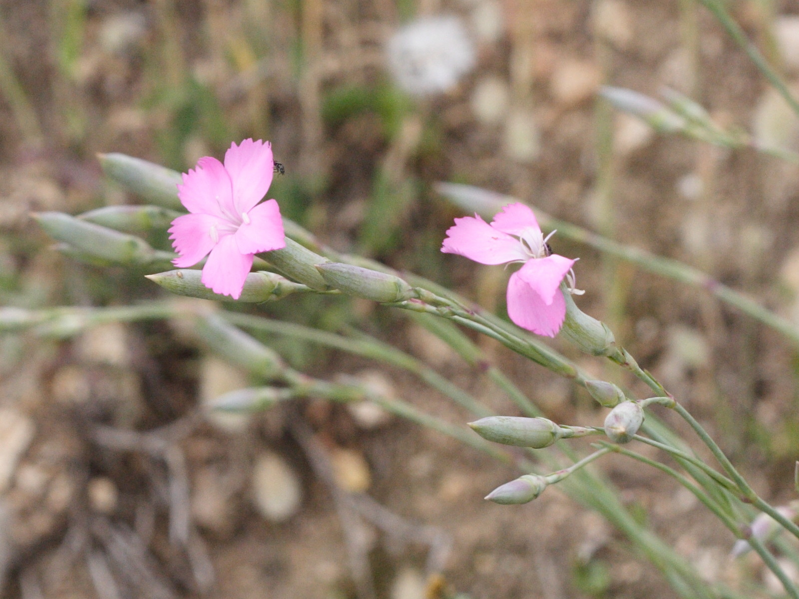 Afficher le média dianthus_sylvestris_longicaulis2md dianthus_sylvestris_longicaulis2md