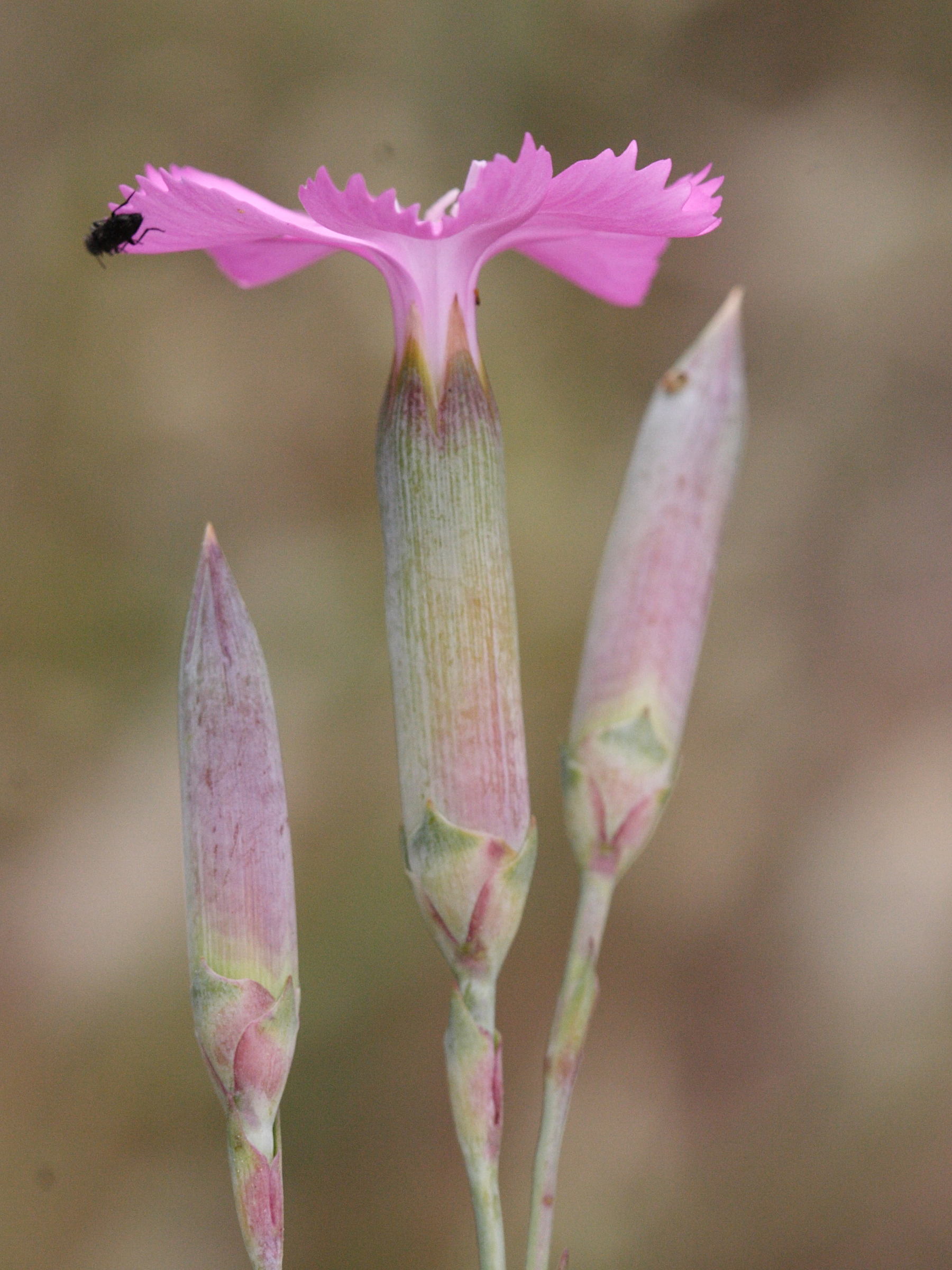 Afficher le média dianthus_sylvestris_longicaulis3md dianthus_sylvestris_longicaulis3md