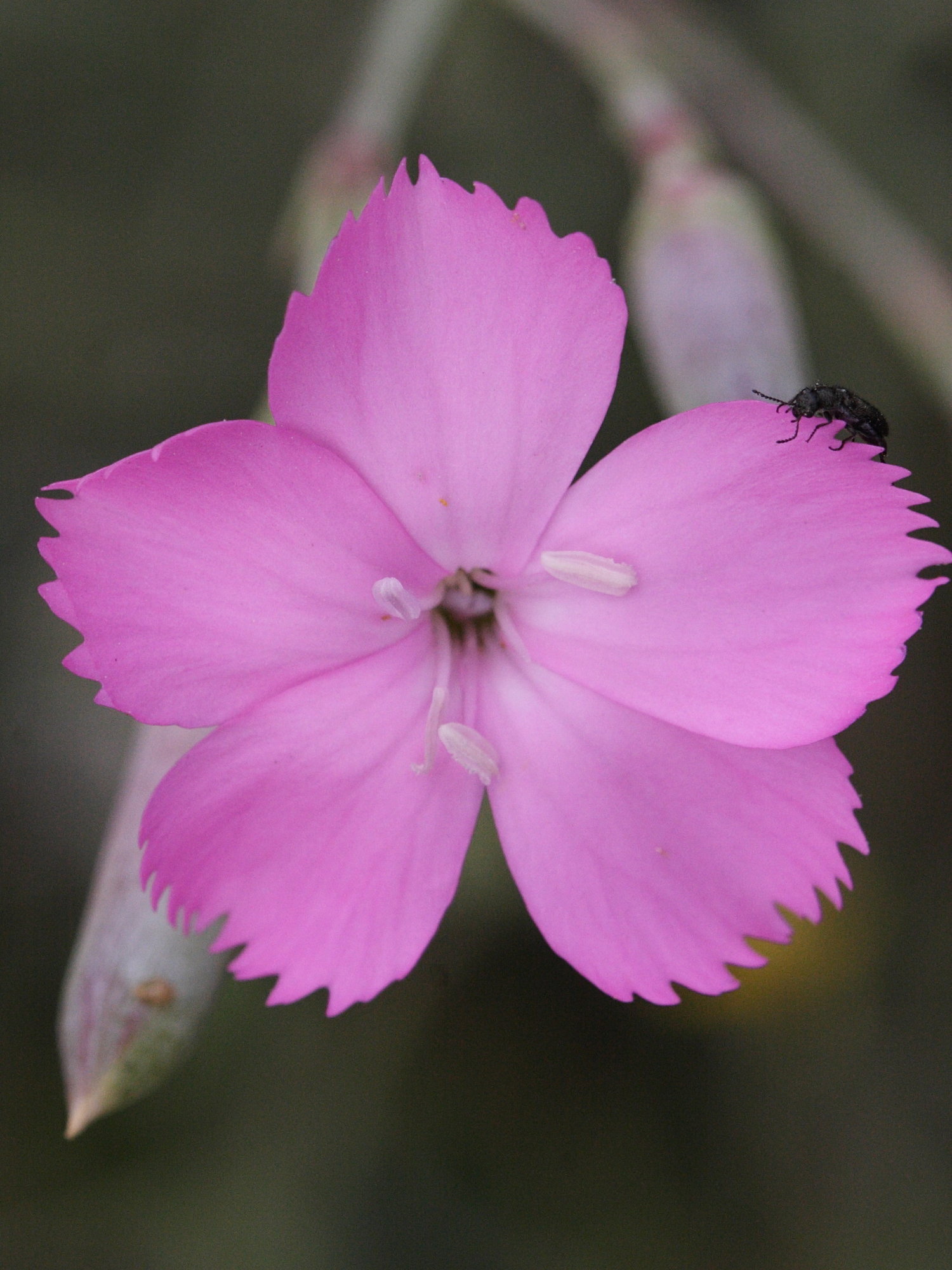 Afficher le média dianthus_sylvestris_longicaulis4md dianthus_sylvestris_longicaulis4md