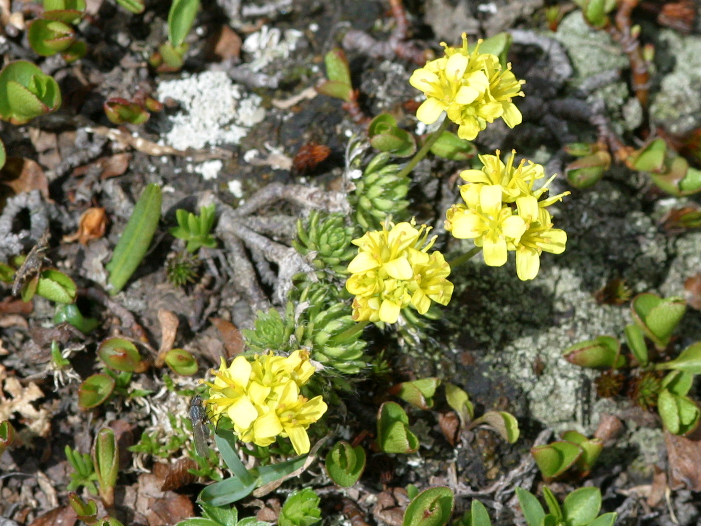 Afficher le média draba_aizoides1md draba_aizoides1md