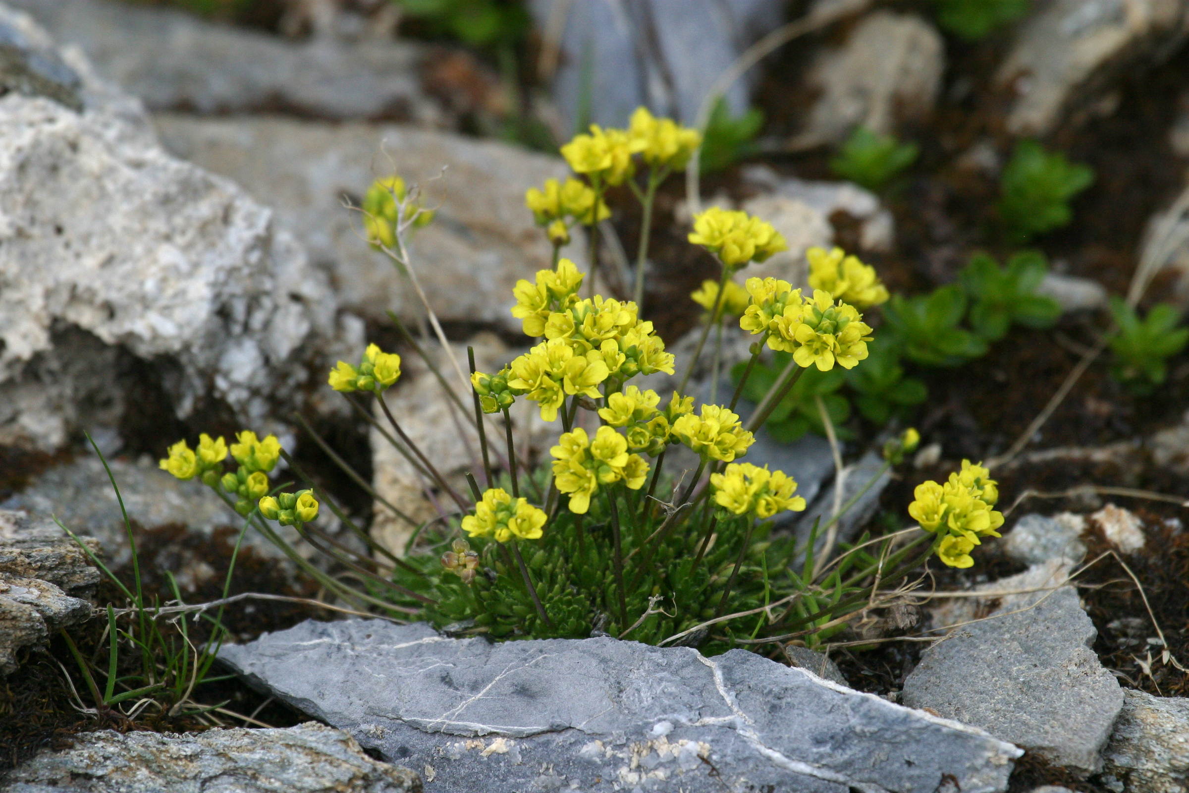 Afficher le média draba_aizoides2bd draba_aizoides2bd