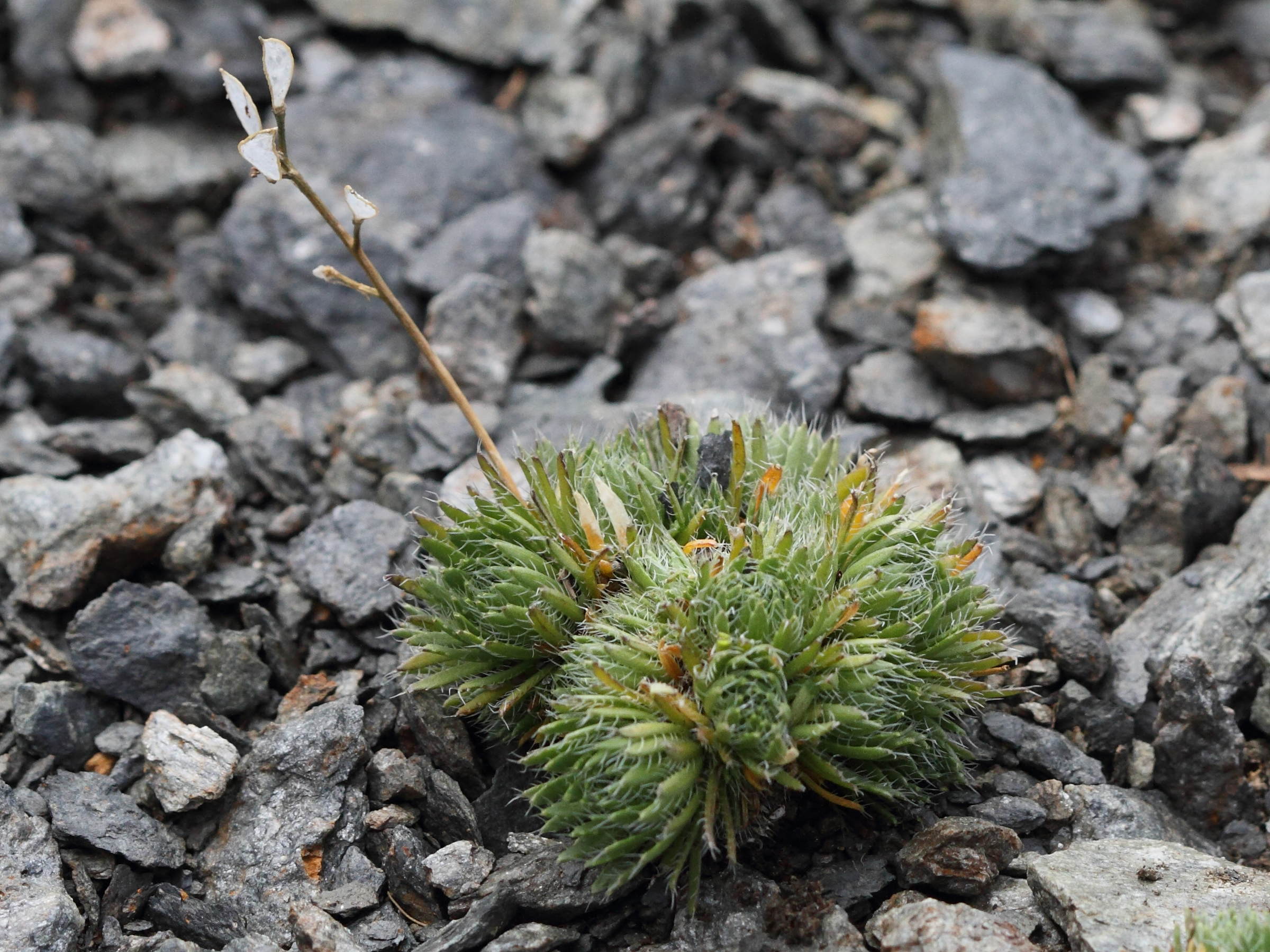 Afficher le média draba_aizoides3abd draba_aizoides3abd