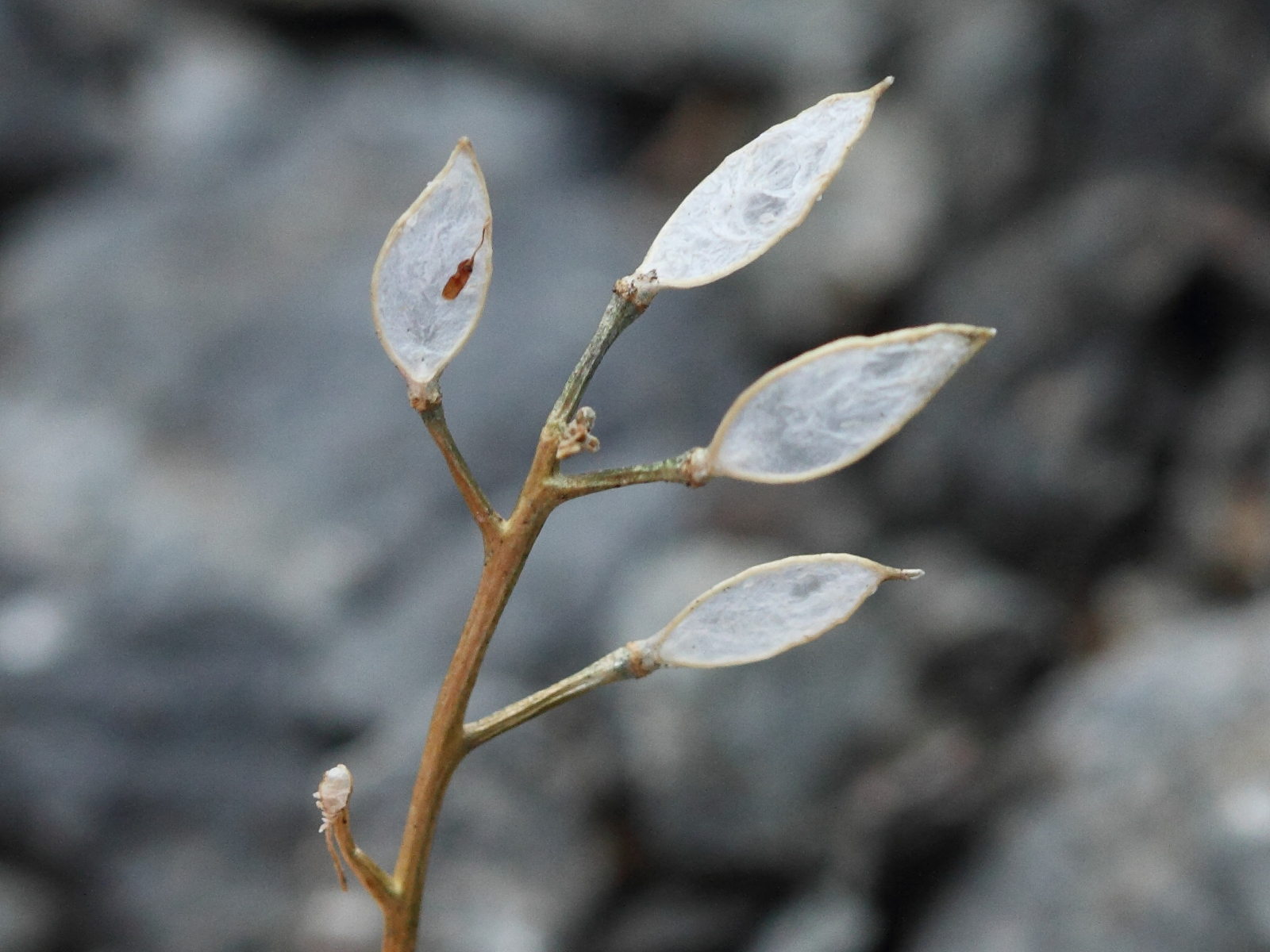 Afficher le média draba_aizoides3bbd draba_aizoides3bbd