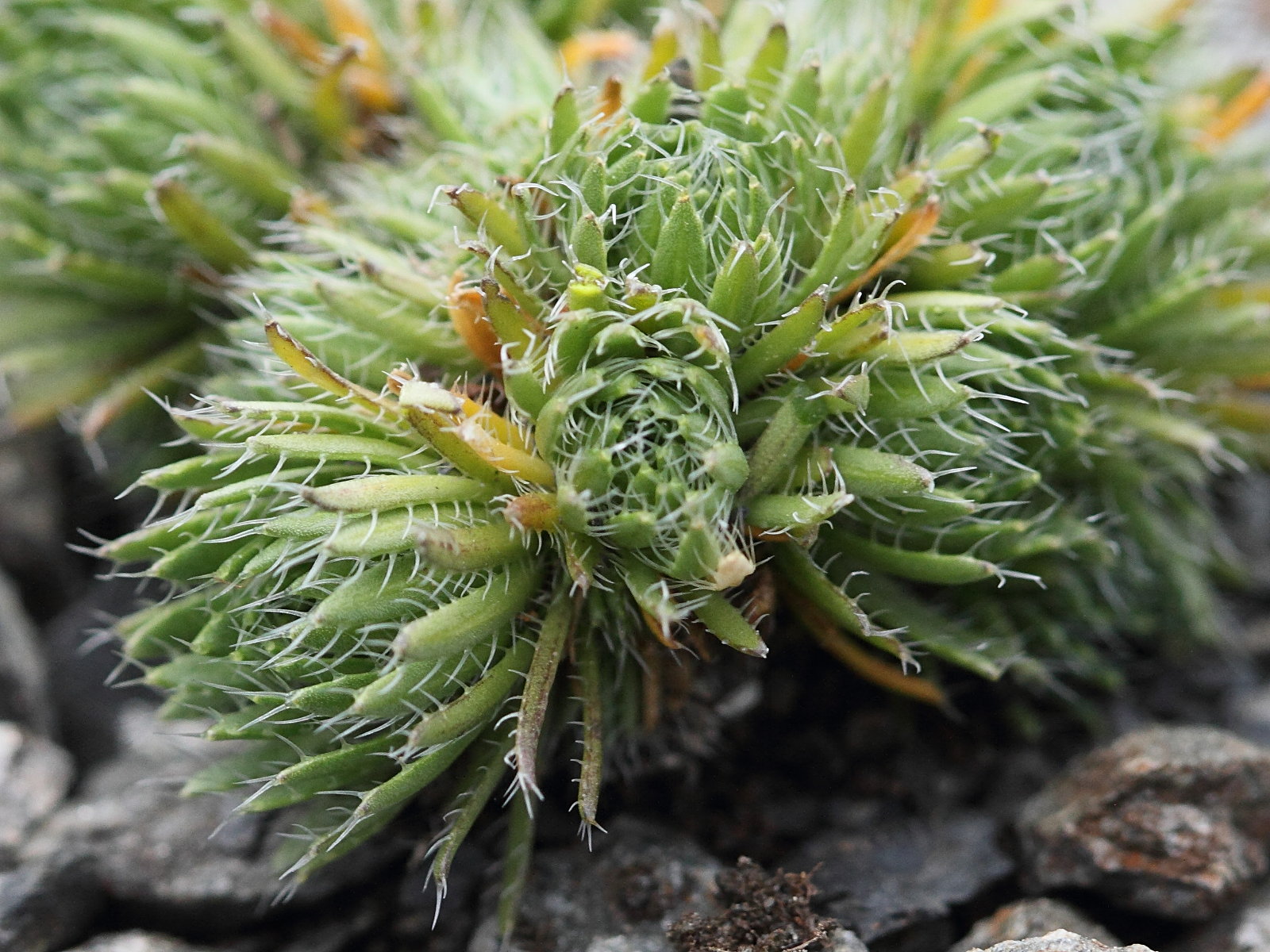 Afficher le média draba_aizoides4bd draba_aizoides4bd