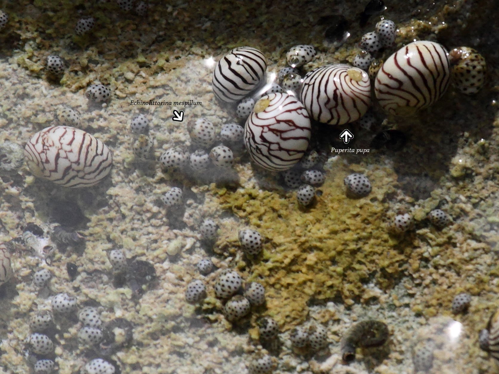 Afficher le média echinolittorina_mespilium1bd echinolittorina_mespilium1bd