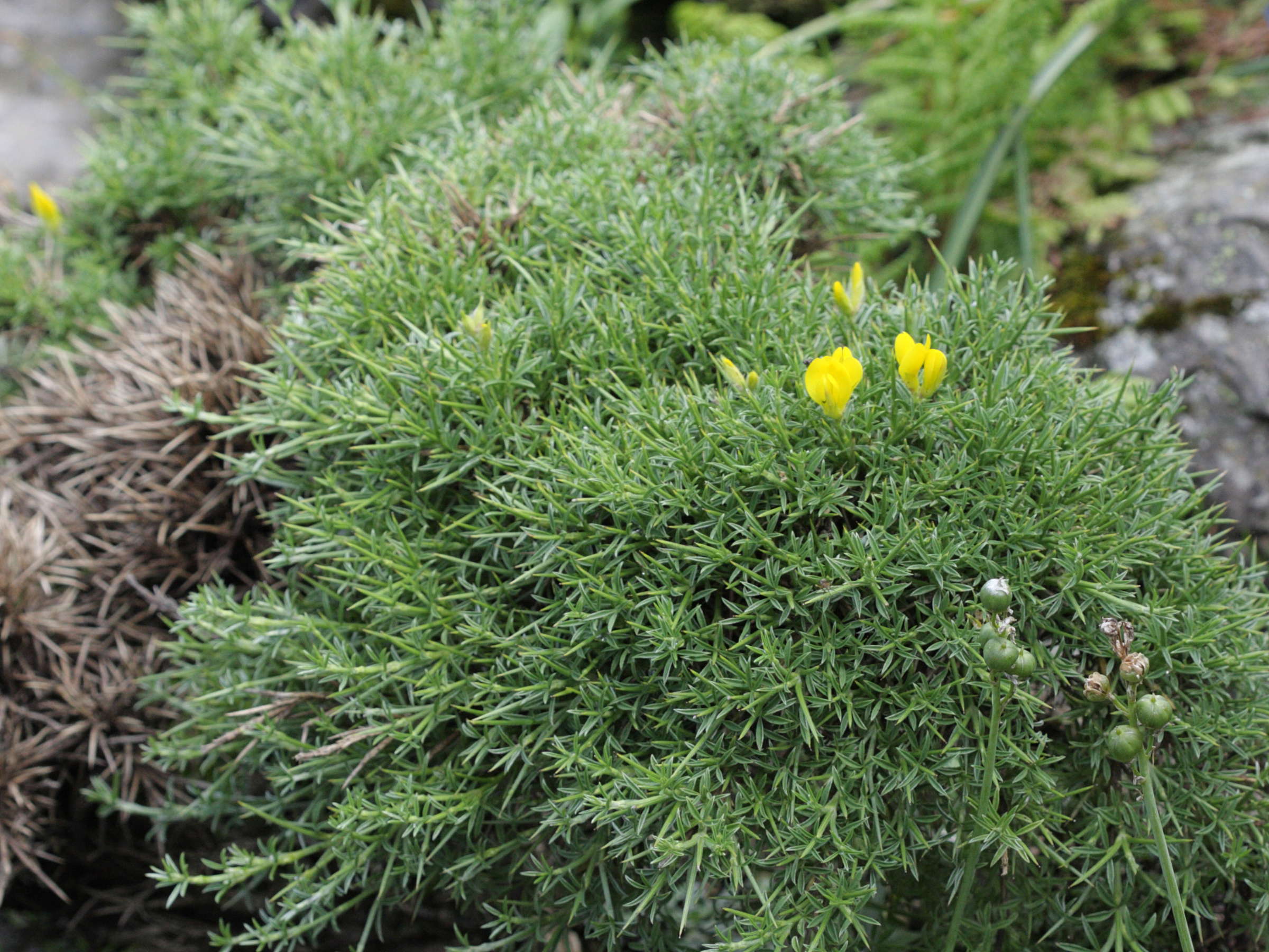 echinospartum_horridum1bd