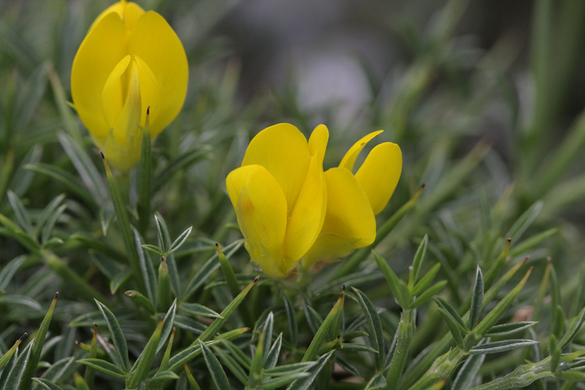 echinospartum_horridum2bd