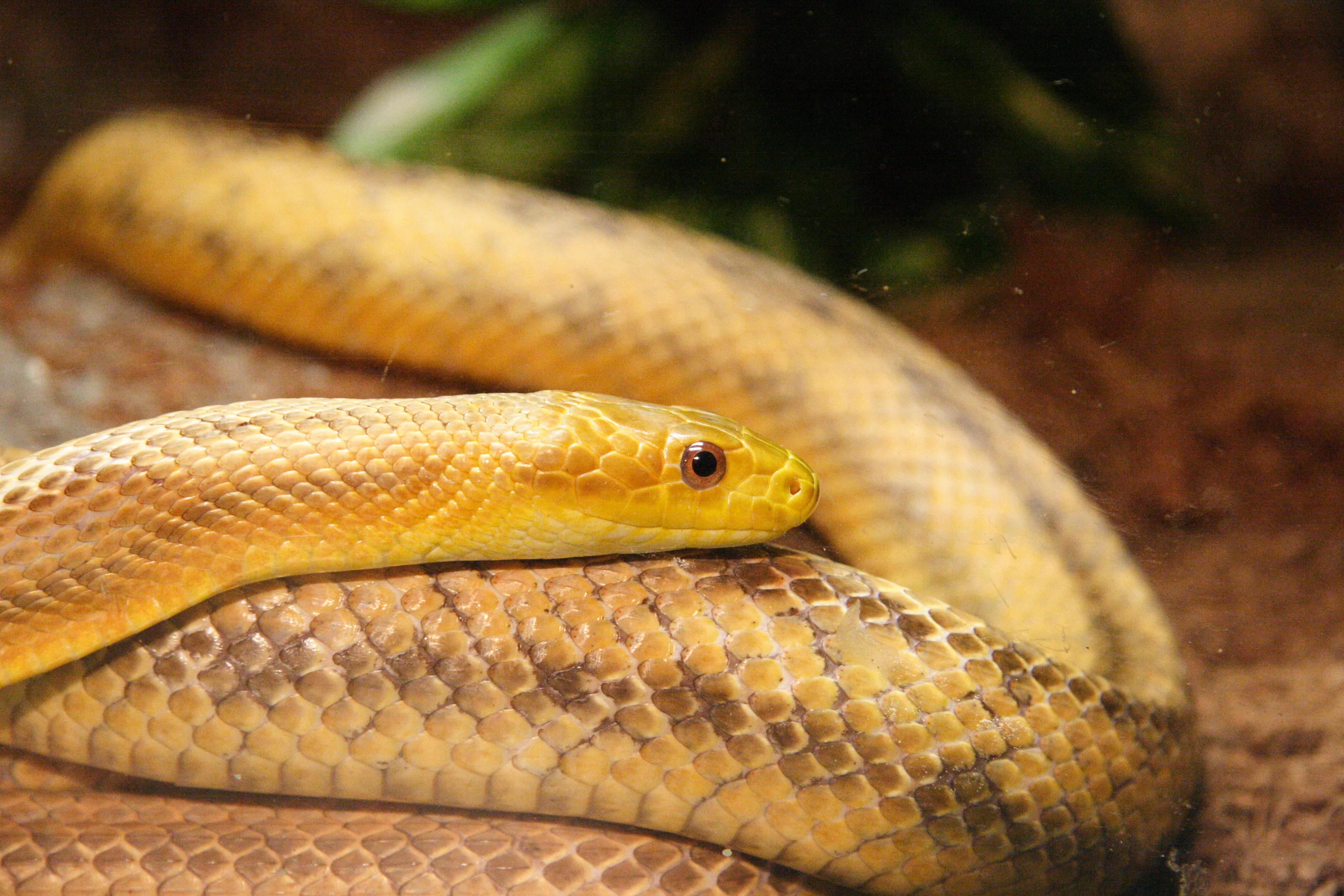 Afficher le média elaphe_obsoleta_quadrivittata1md elaphe_obsoleta_quadrivittata1md