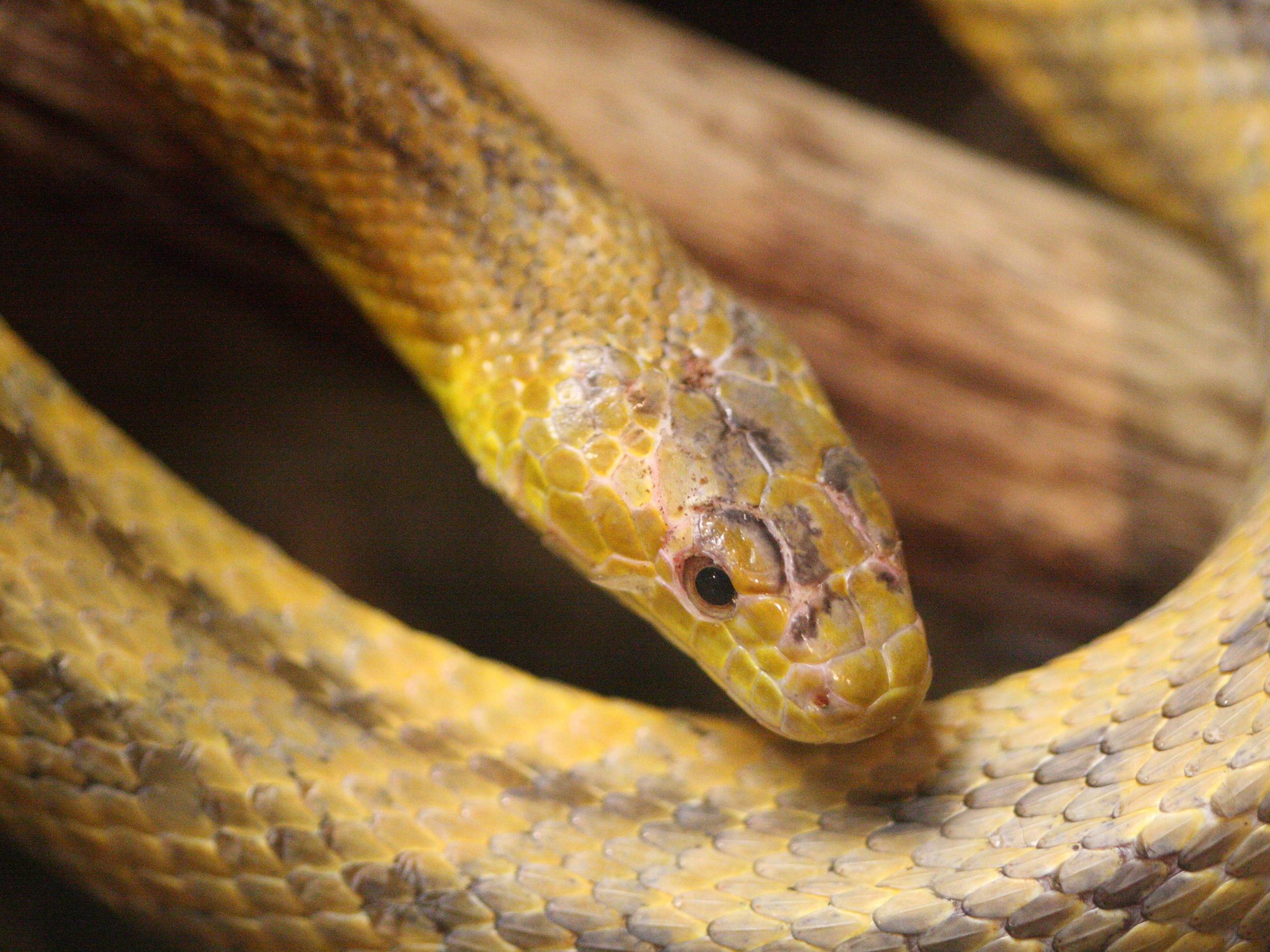 Afficher le média elaphe_obsoleta_quadrivittata2bd elaphe_obsoleta_quadrivittata2bd