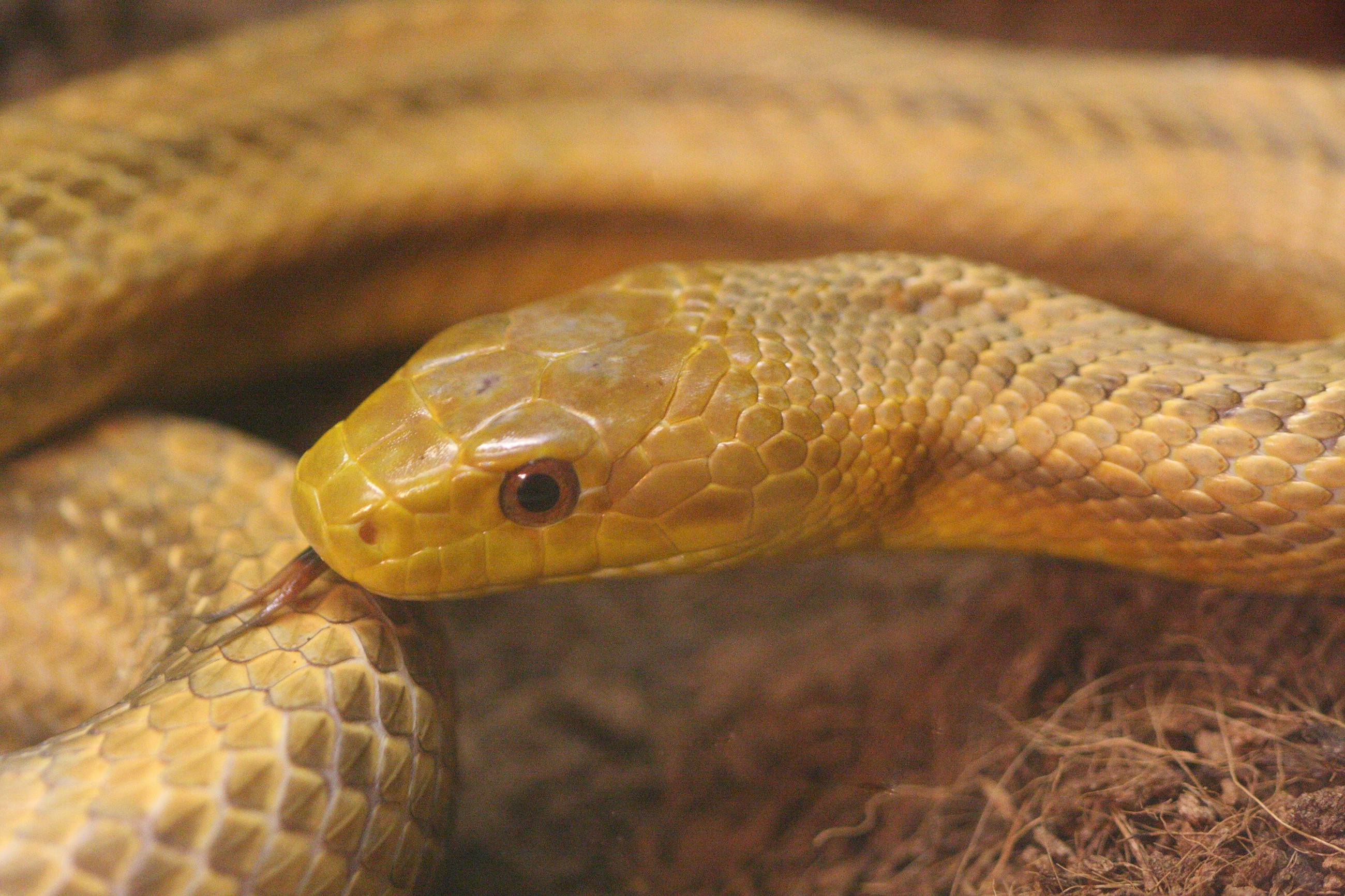 Afficher le média elaphe_obsoleta_quadrivittata3bd elaphe_obsoleta_quadrivittata3bd