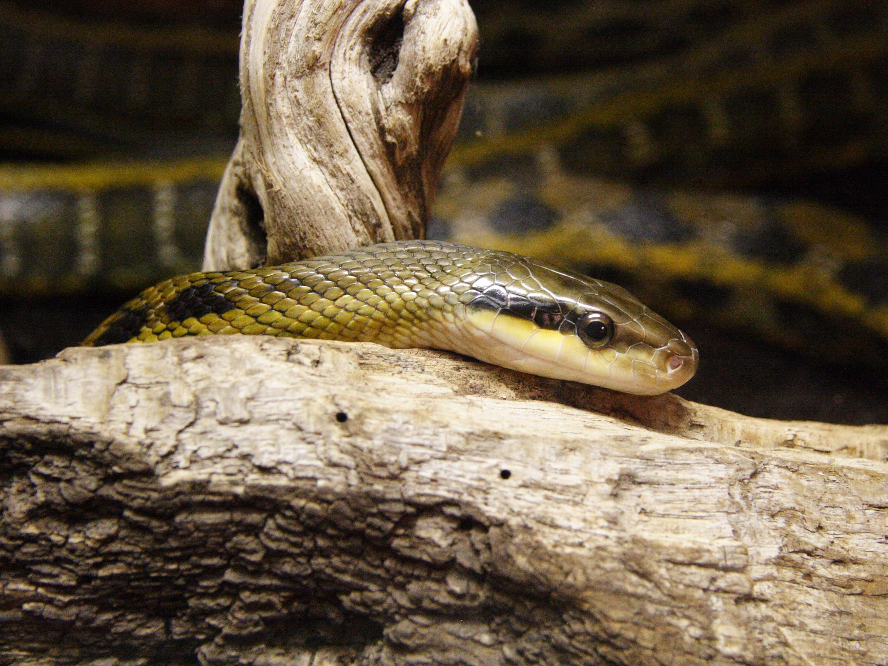 Afficher le média elaphe_taeniura_friesi1md elaphe_taeniura_friesi1md