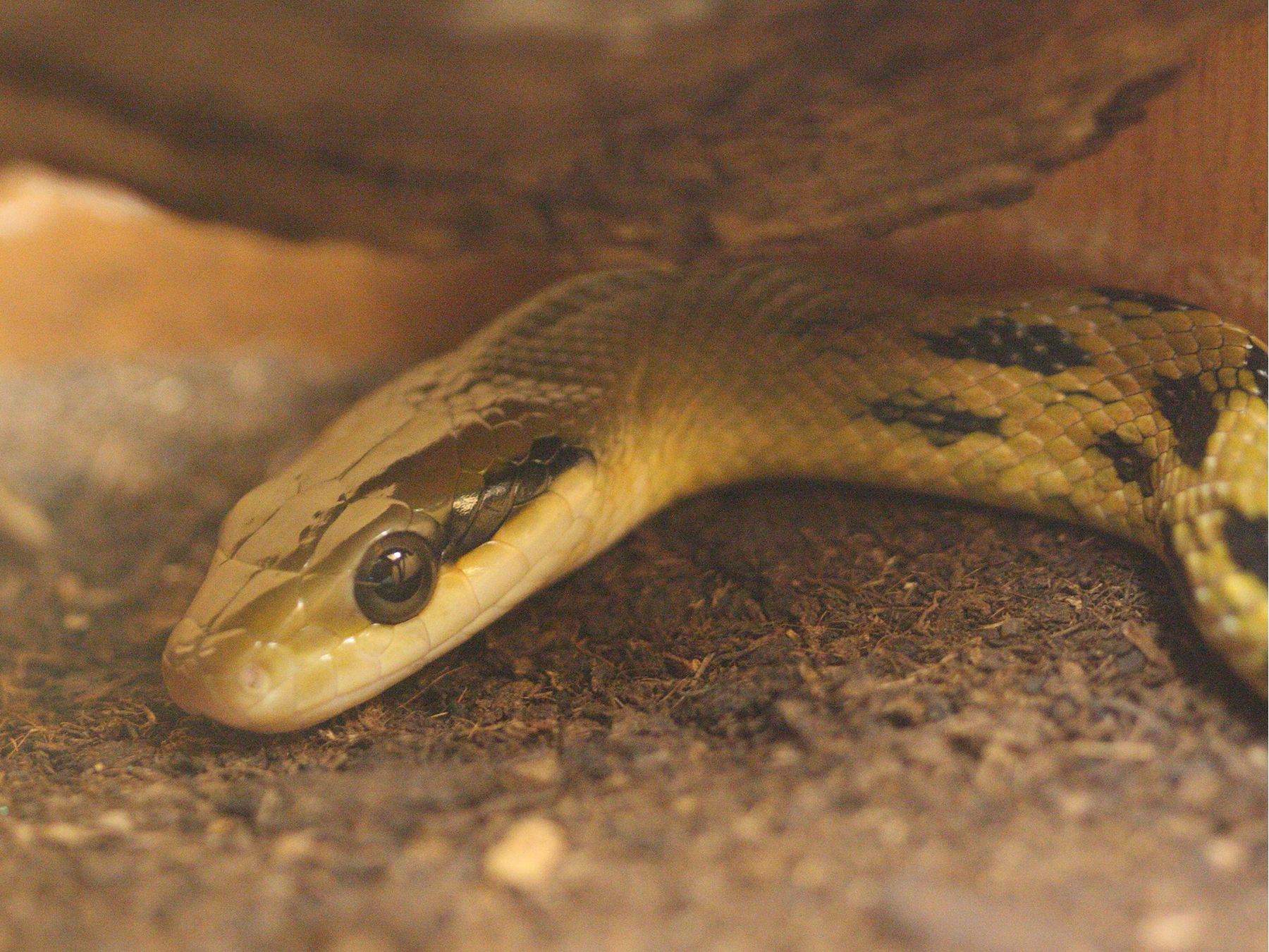 Afficher le média elaphe_taeniura_friesibd elaphe_taeniura_friesibd