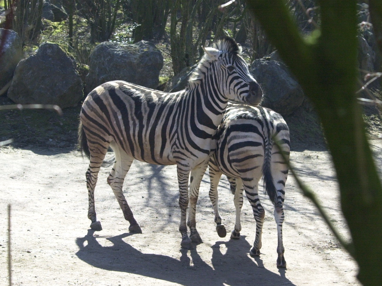 equus_burchellii_antiquorum1md