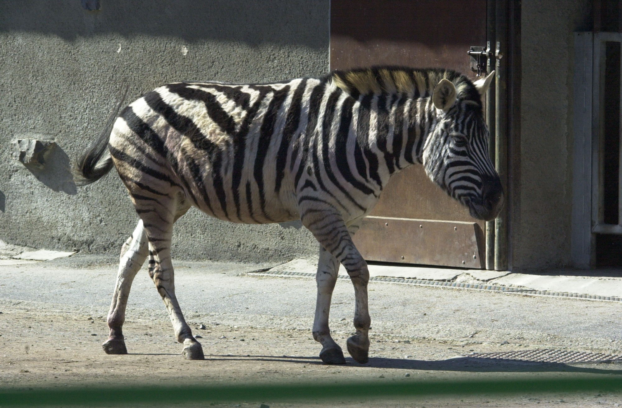 equus_burchellii_antiquorum2md