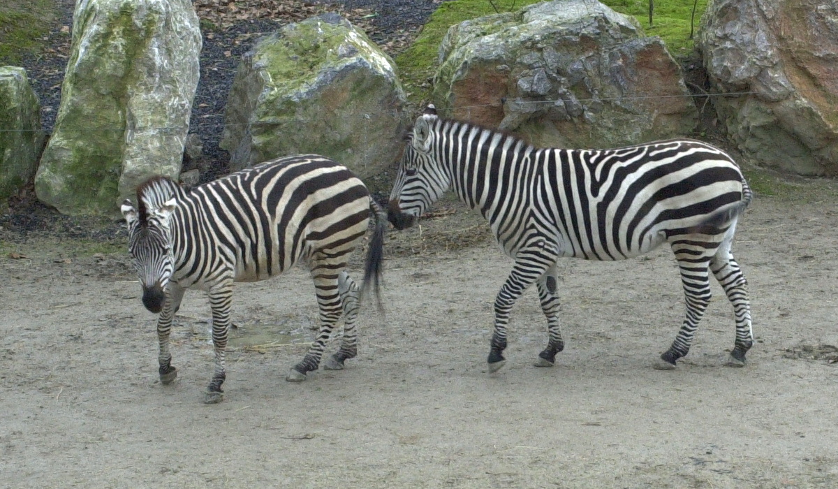 Afficher le média equus_burchellii_boehmi1md equus_burchellii_boehmi1md