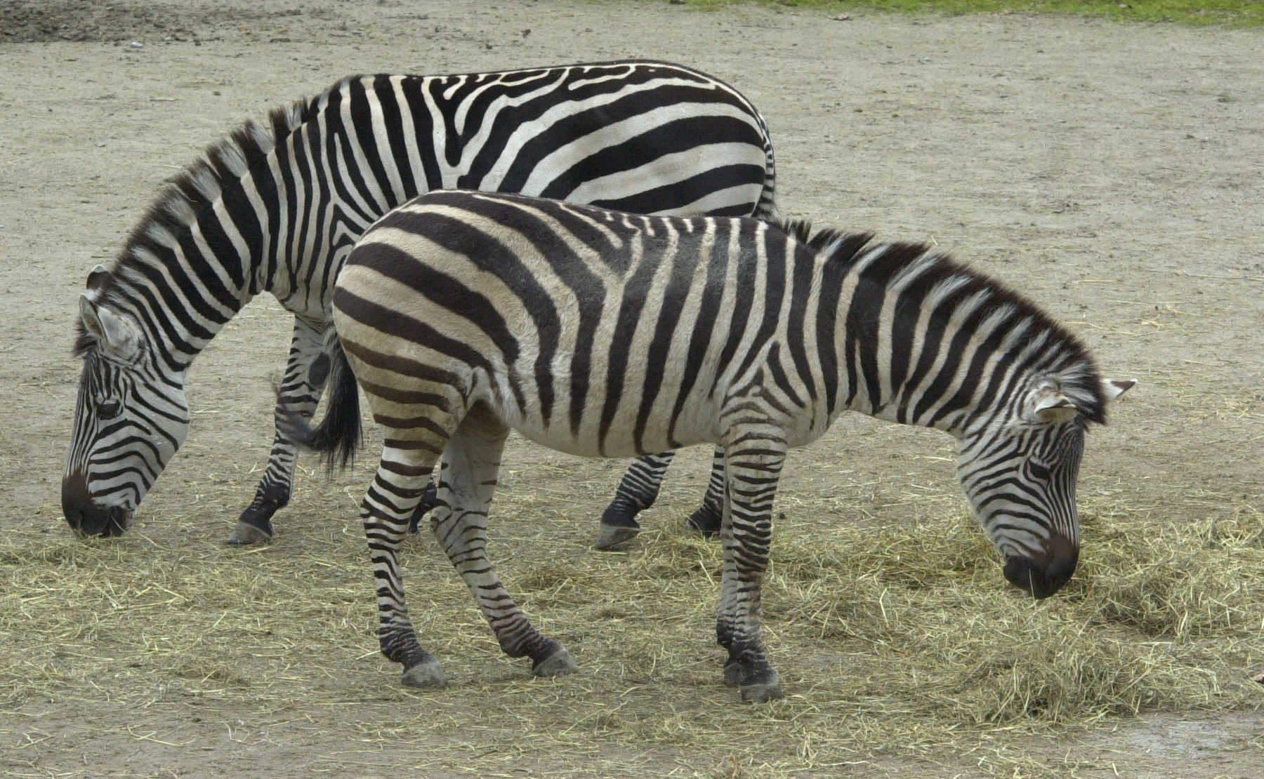 Afficher le média equus_burchellii_boehmi2md equus_burchellii_boehmi2md