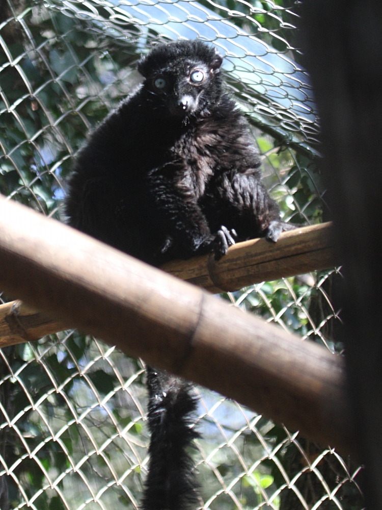 eulemur_macao_flavifrons1bd