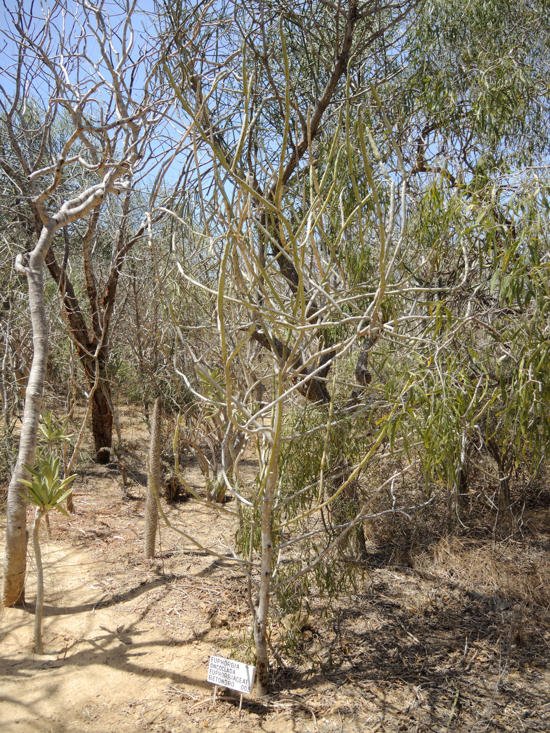 Afficher le média euphorbia_alluaudia_oncoclada1md euphorbia_alluaudia_oncoclada1md