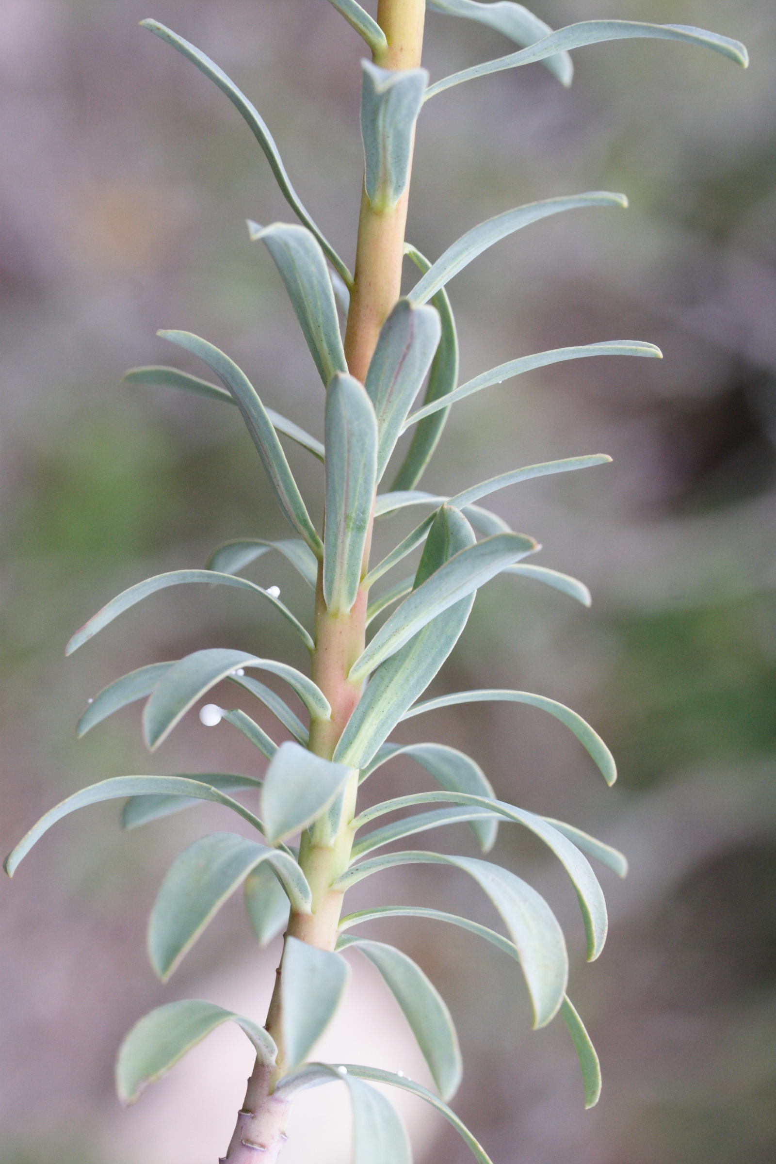 Afficher le média euphorbia_nicaeensis5md euphorbia_nicaeensis5md