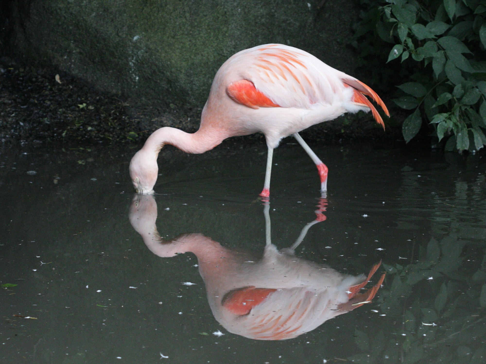flamant_du_chili_-_phoenicopterus_chiliensis2bd
