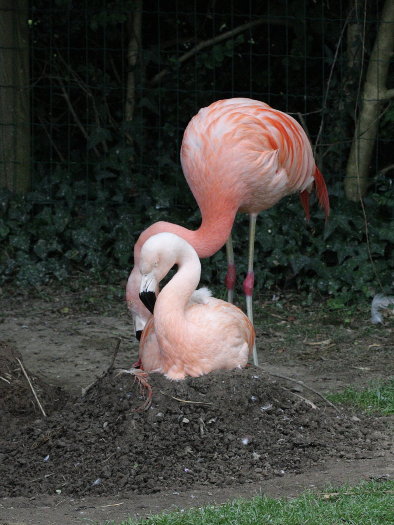flamant_du_chili_-_phoenicopterus_chiliensis3bd
