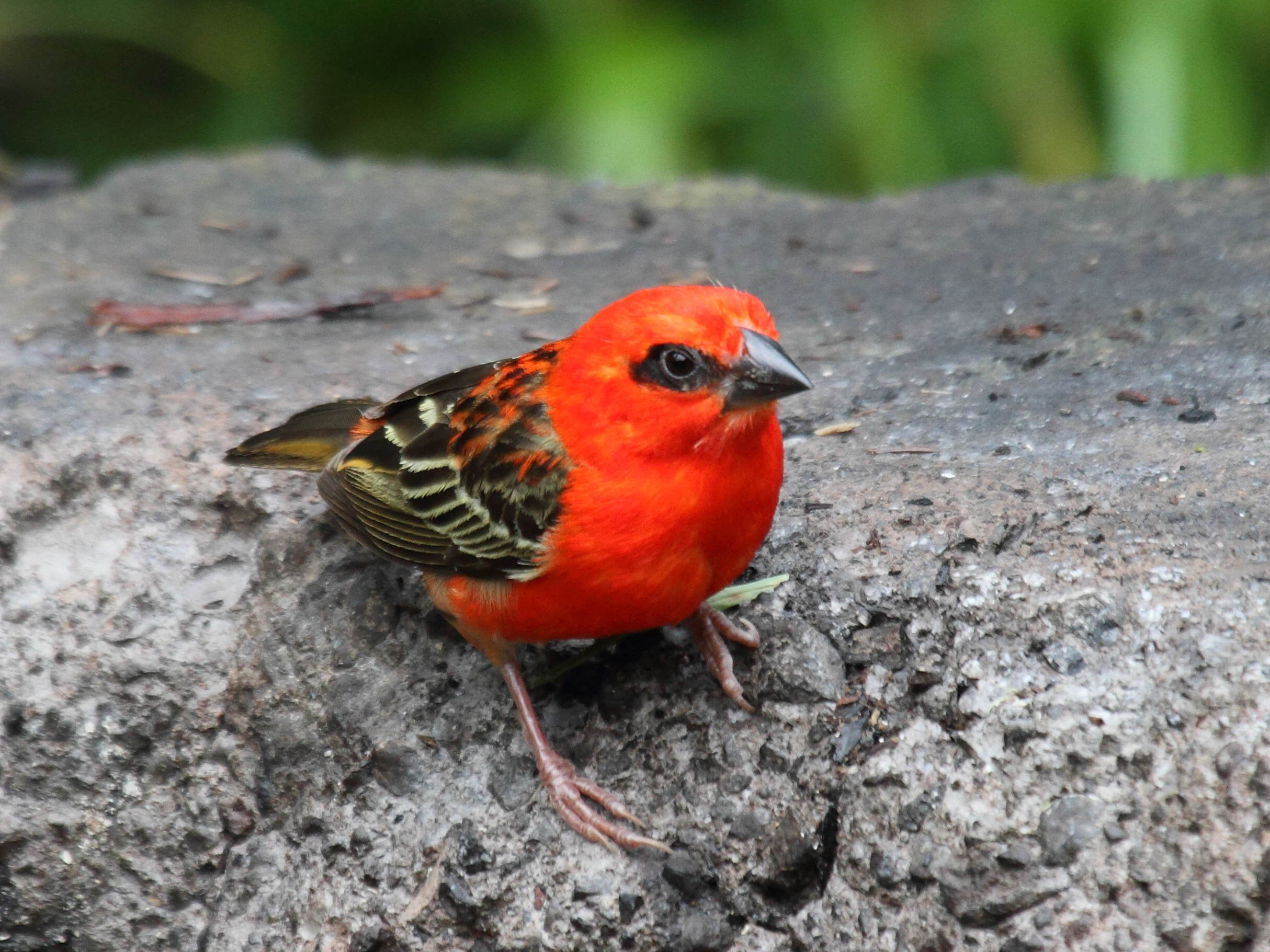 foudi_de_madagascar_-_foudia_madagascariensis2bd