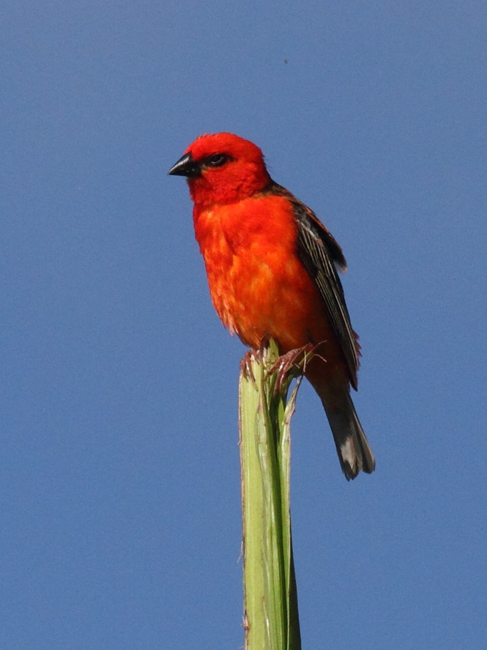 foudi_de_madagascar_-_foudia_madagascariensis3bd