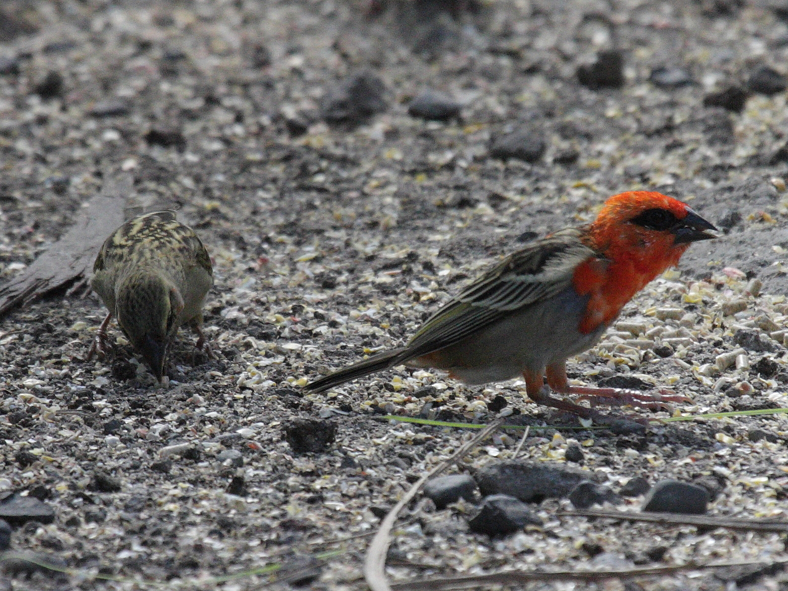 foudi_de_madagascar_-_foudia_madagascariensis4bd