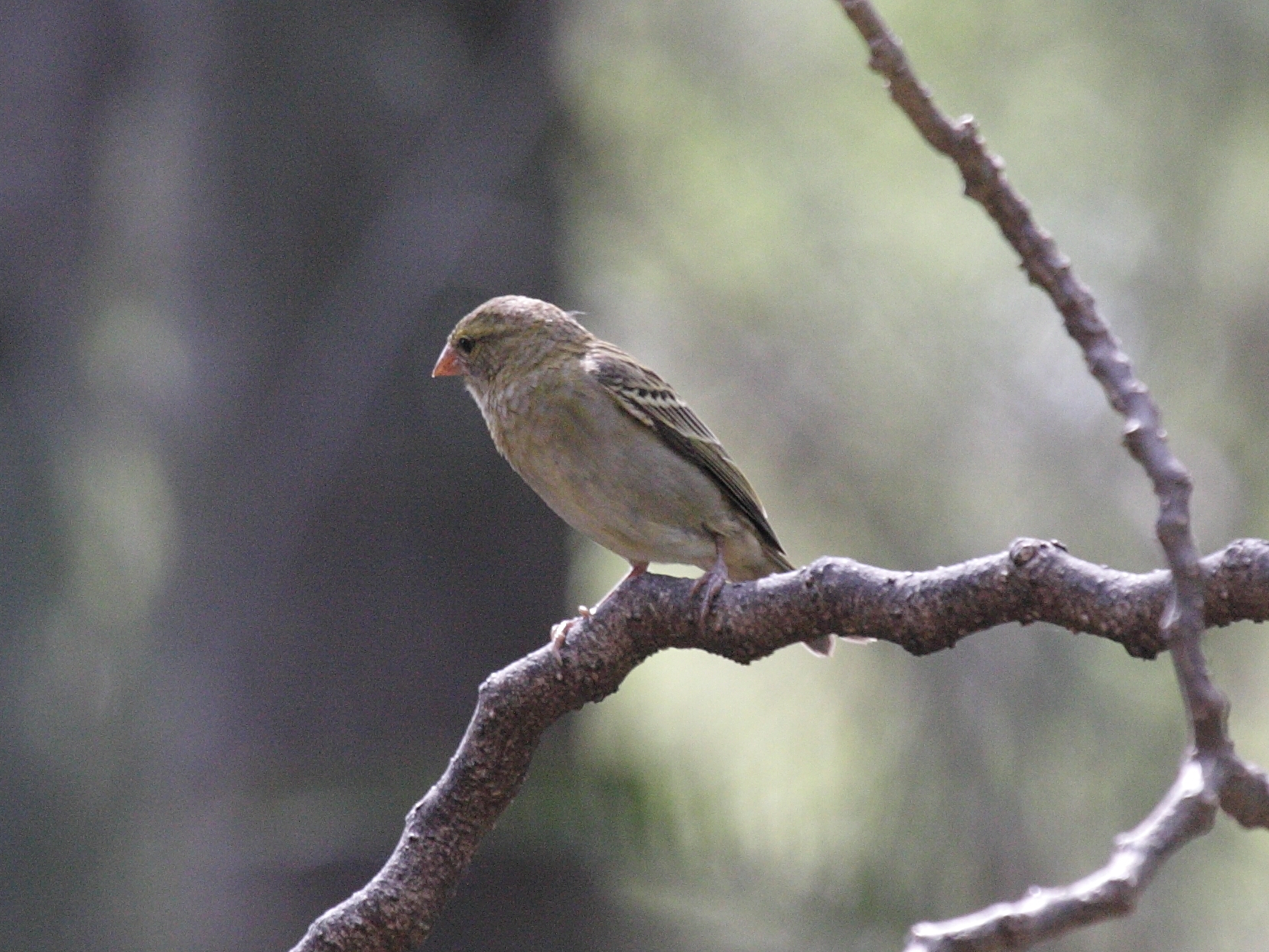 foudi_de_madagascar_-_foudia_madagascariensis5bd