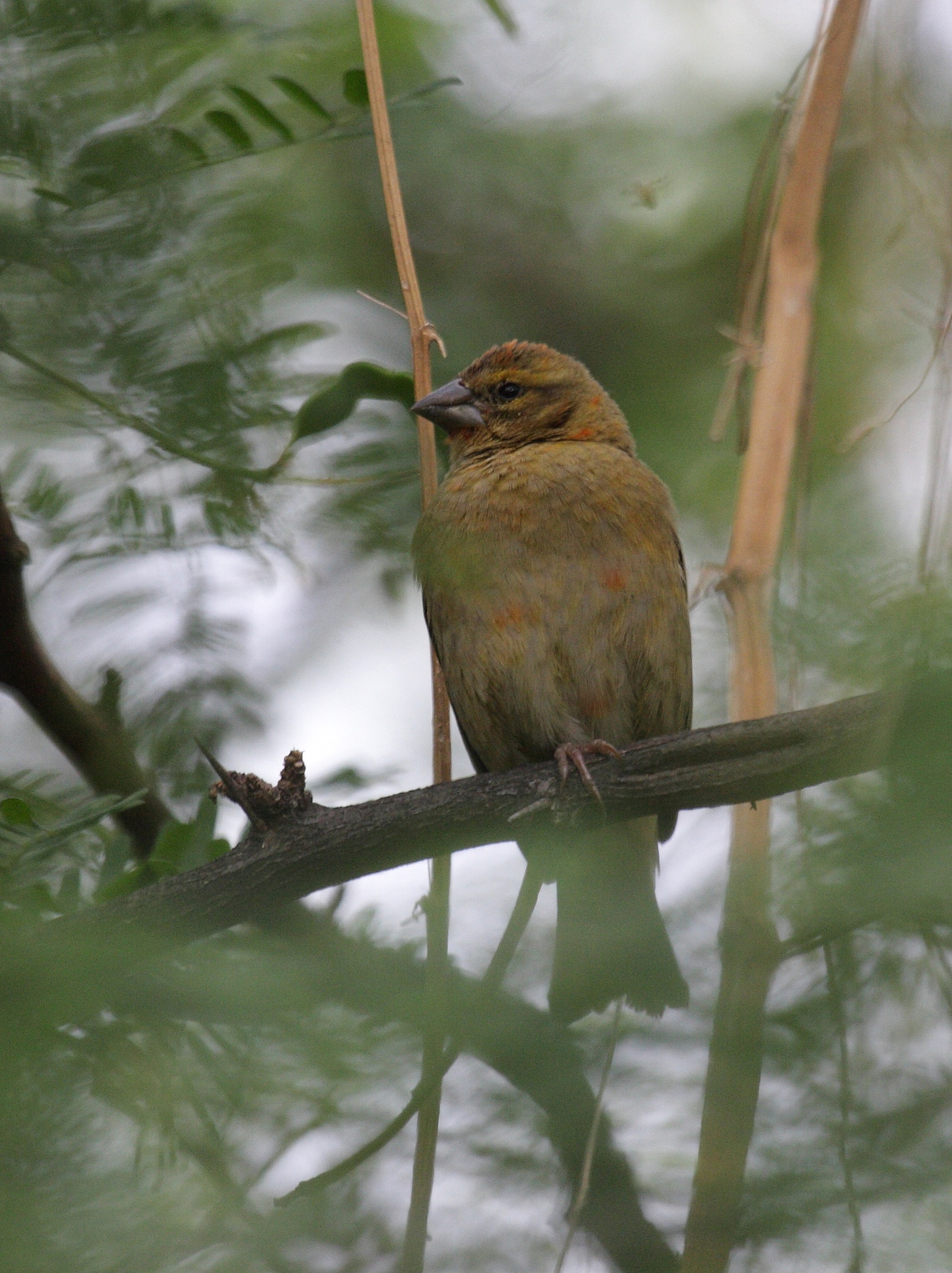 foudi_de_madagascar_-_foudia_madagascariensis6bd