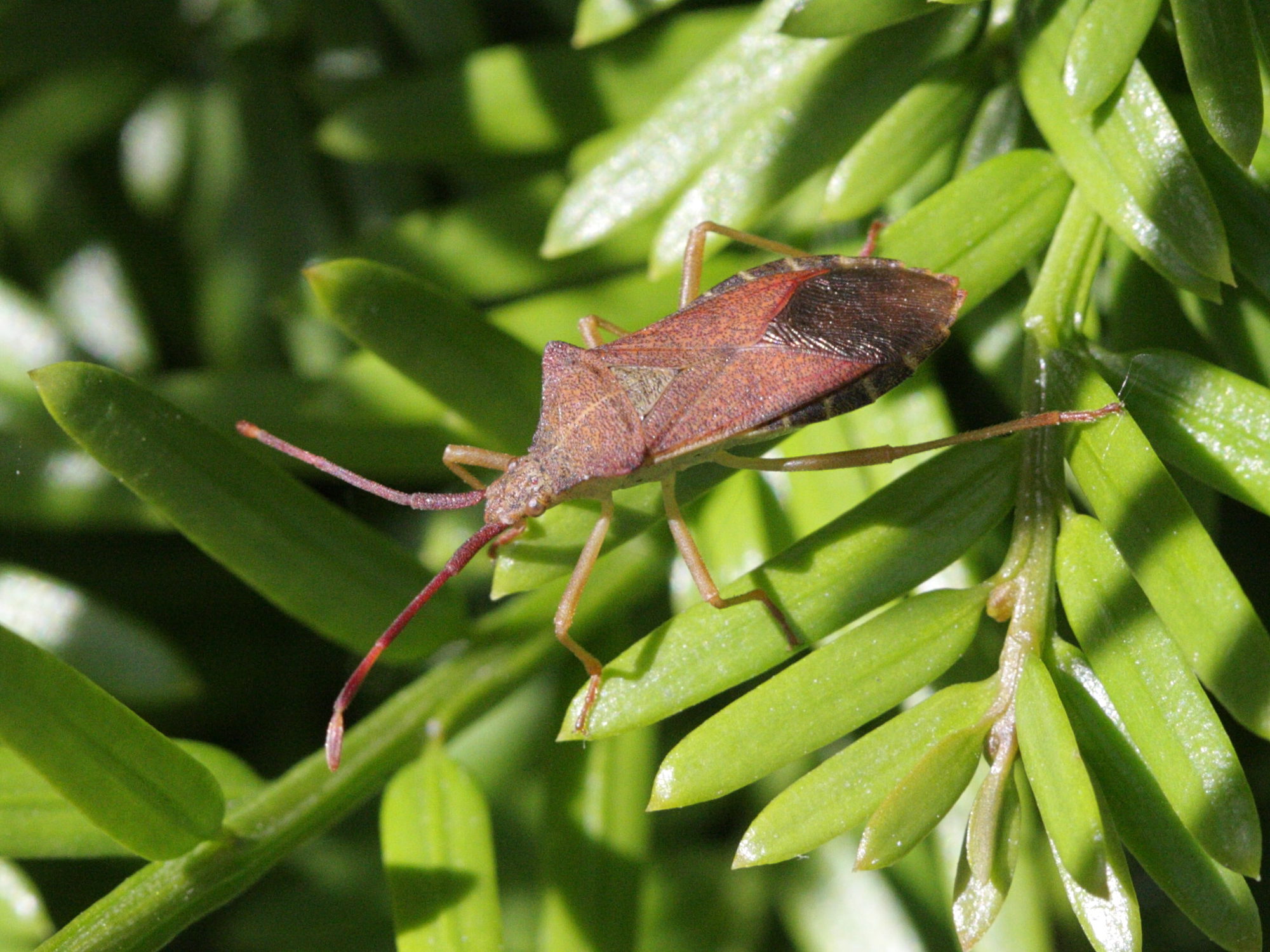 gonocerus_acuteangulatus1bd